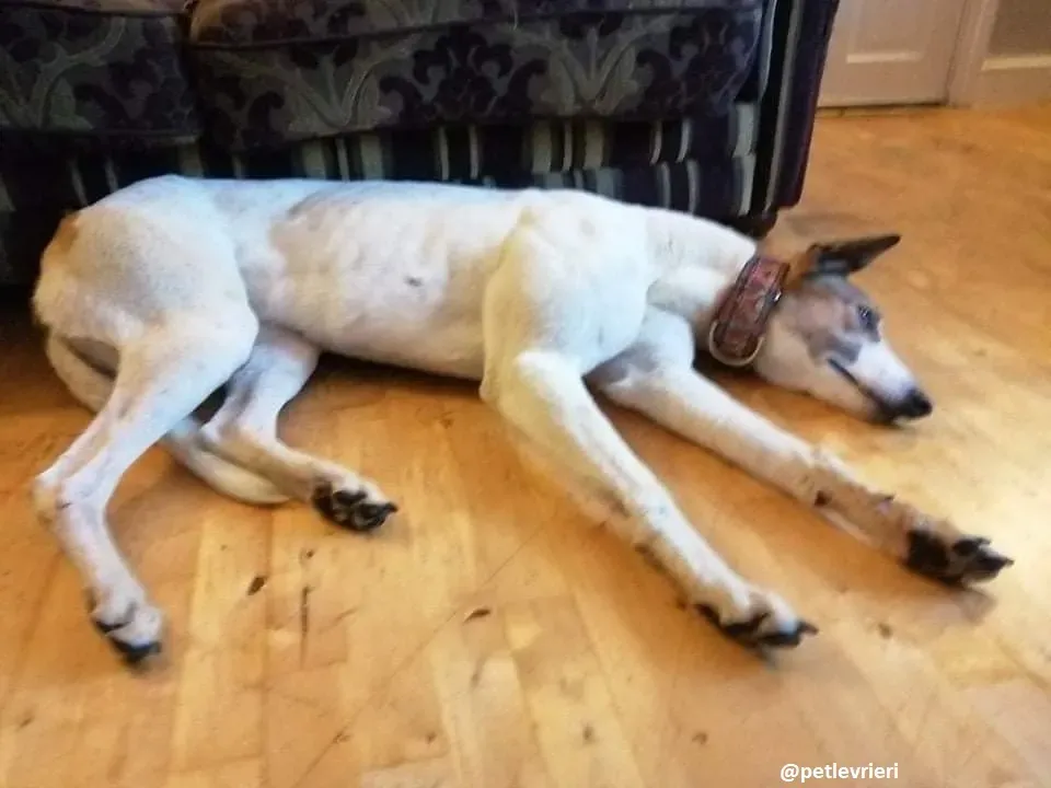 rodger adozione greyhound 2