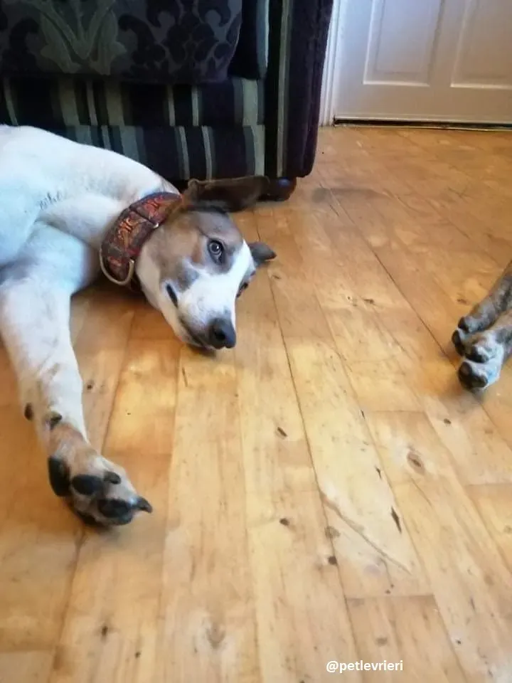 rodger adozione greyhound