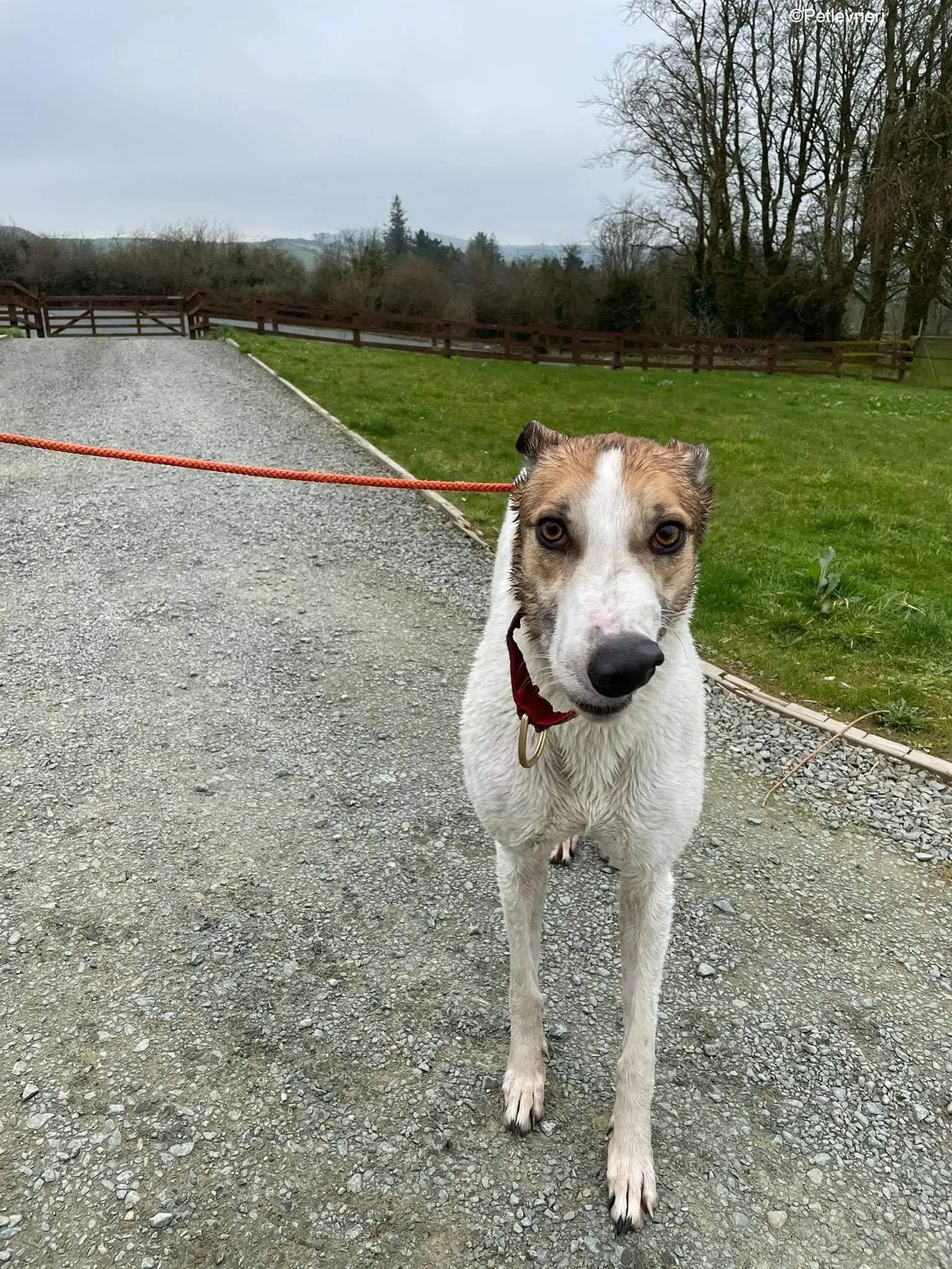 rodger adozione levrieri greyhound 10