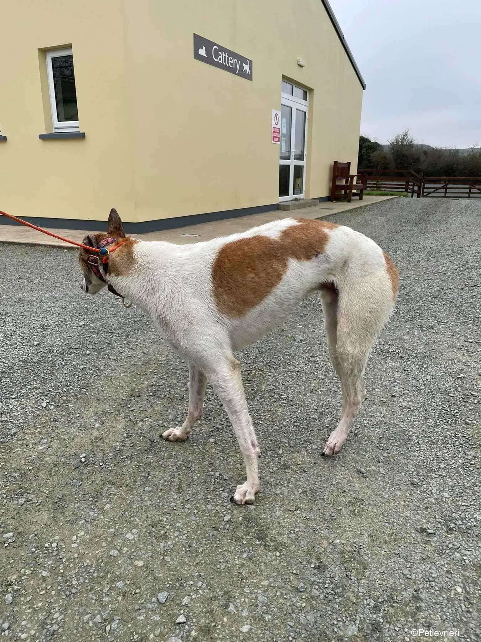 rodger adozione levrieri greyhound 12