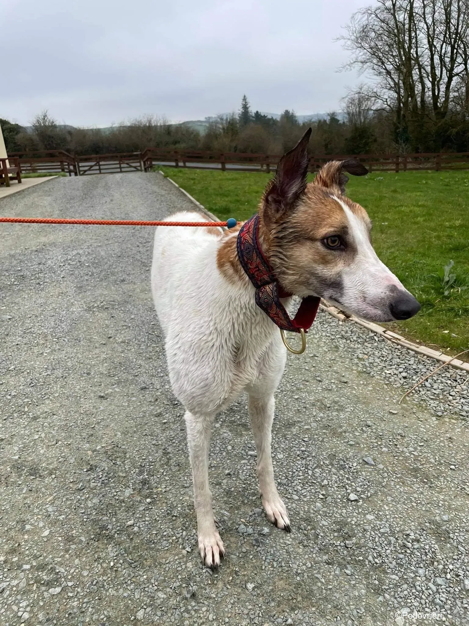 rodger adozione levrieri greyhound 13