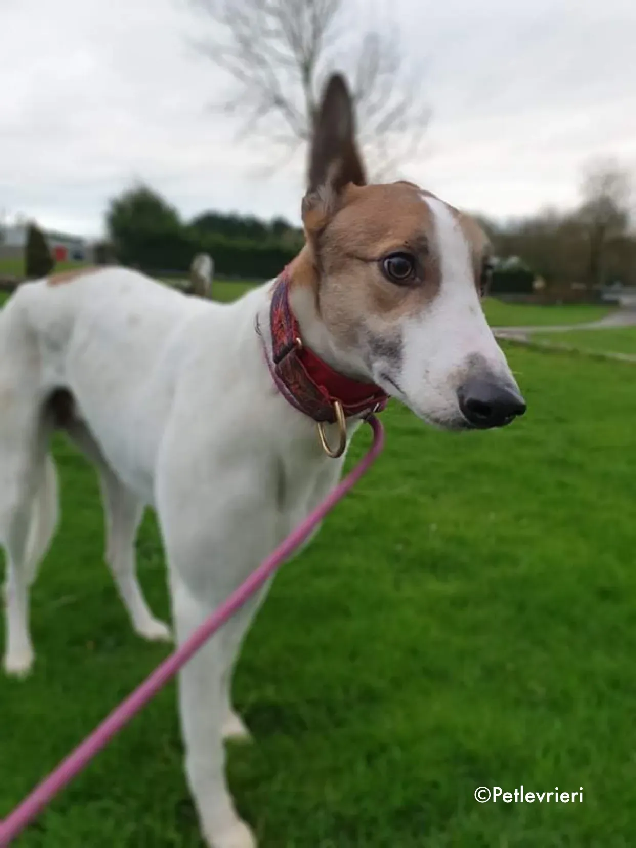 rodger adozione levrieri greyhound 14