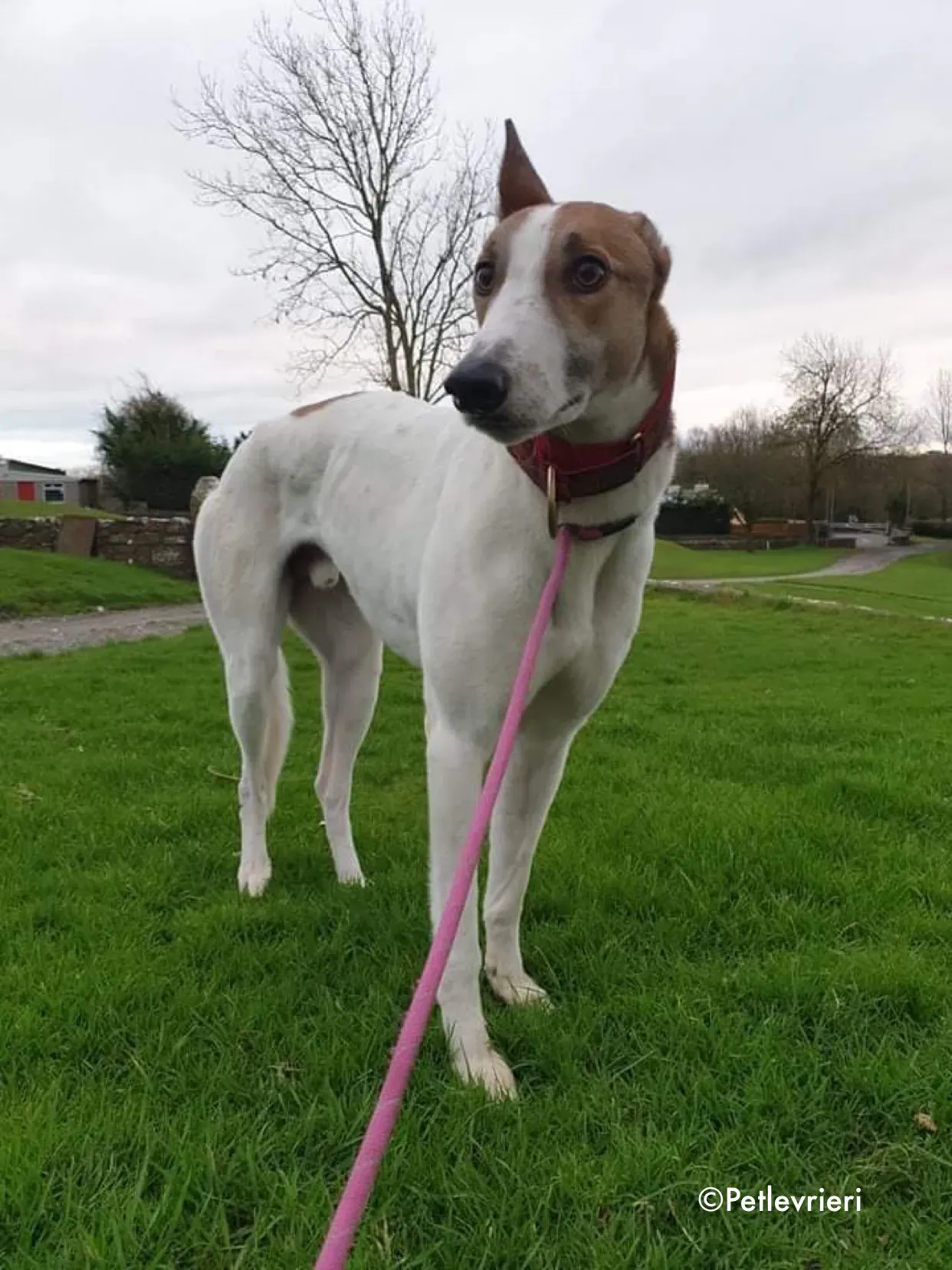 rodger adozione levrieri greyhound 15