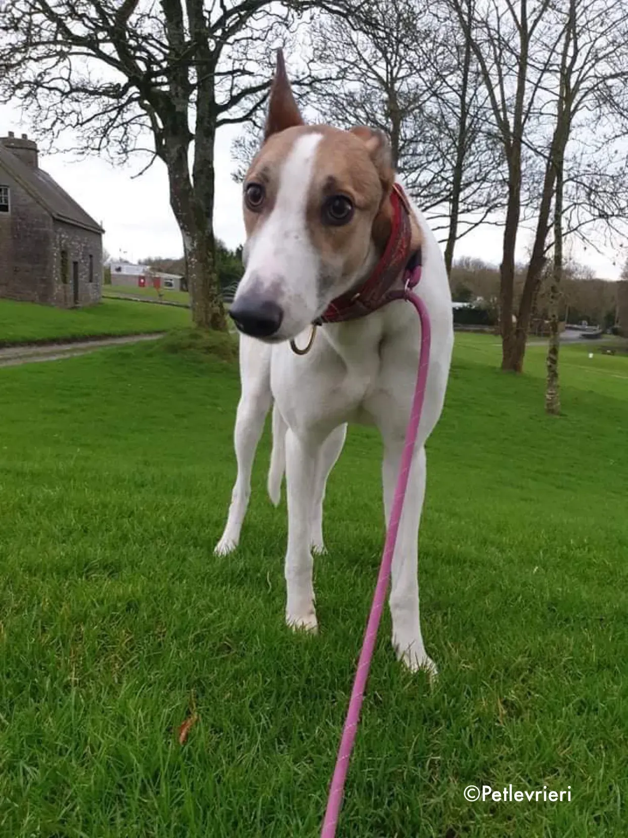 rodger adozione levrieri greyhound 16