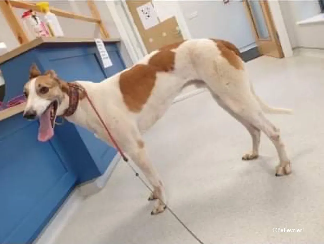 rodger adozione levrieri greyhound 2 1