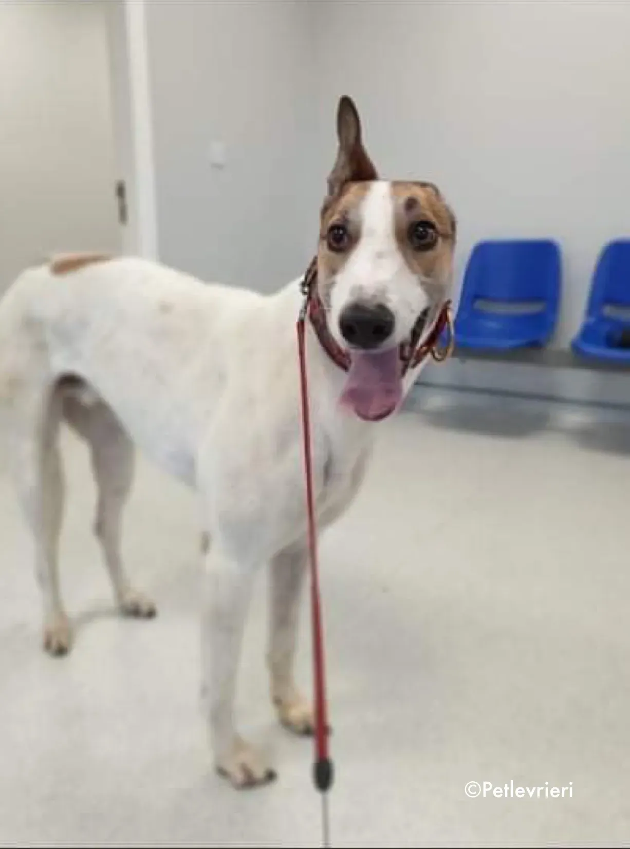 rodger adozione levrieri greyhound 4