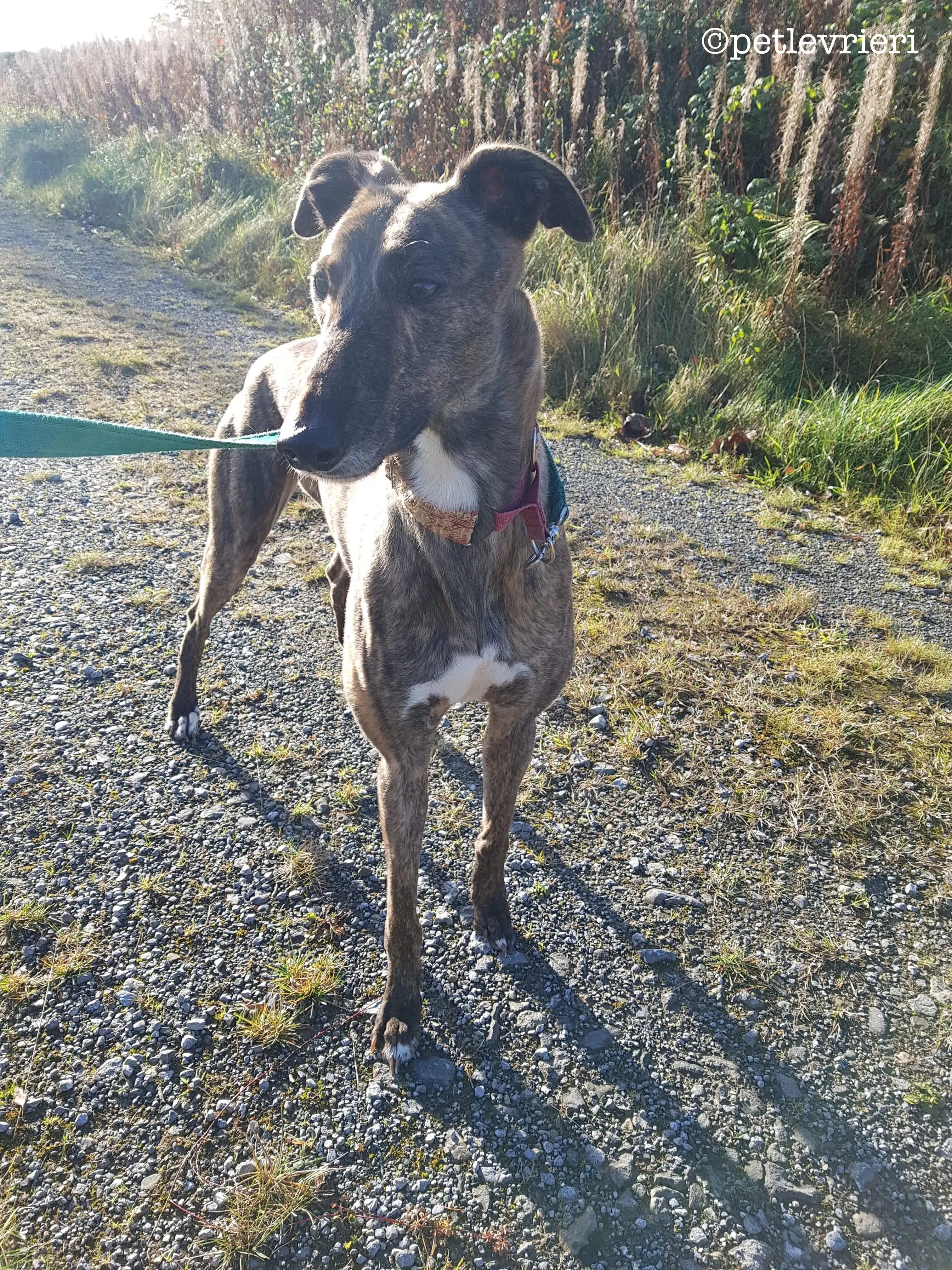 rodney adozione levrieri greyhound 1