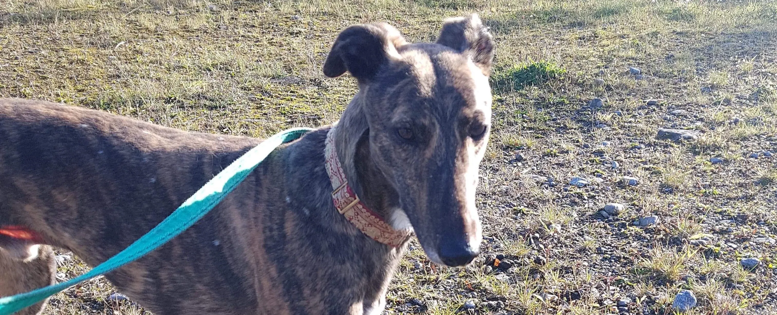 rodney adozione levrieri greyhound 7 e1540577835617