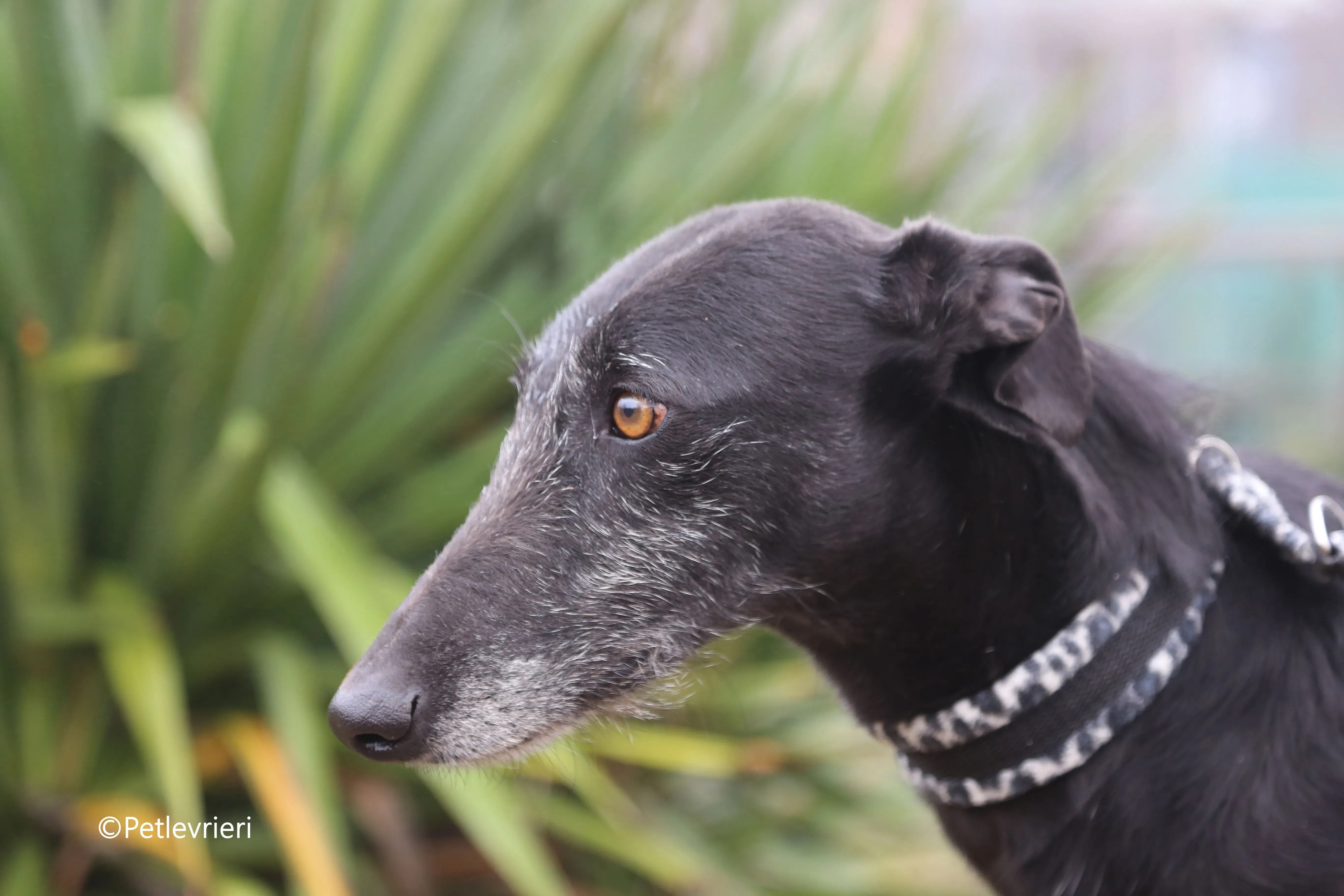 rodolphus adozione pet levrieri galgo 1