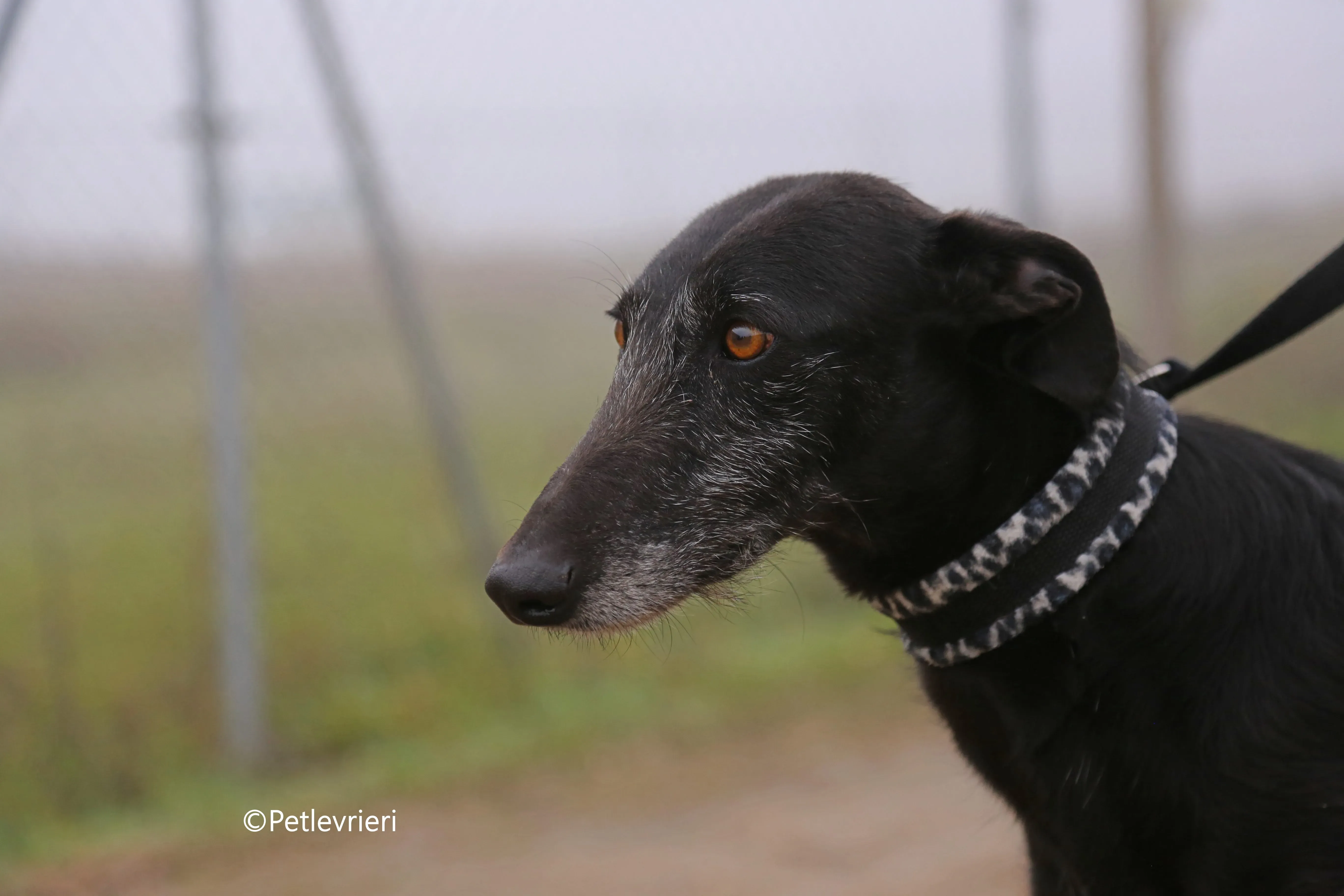 rodolphus adozione pet levrieri galgo 10