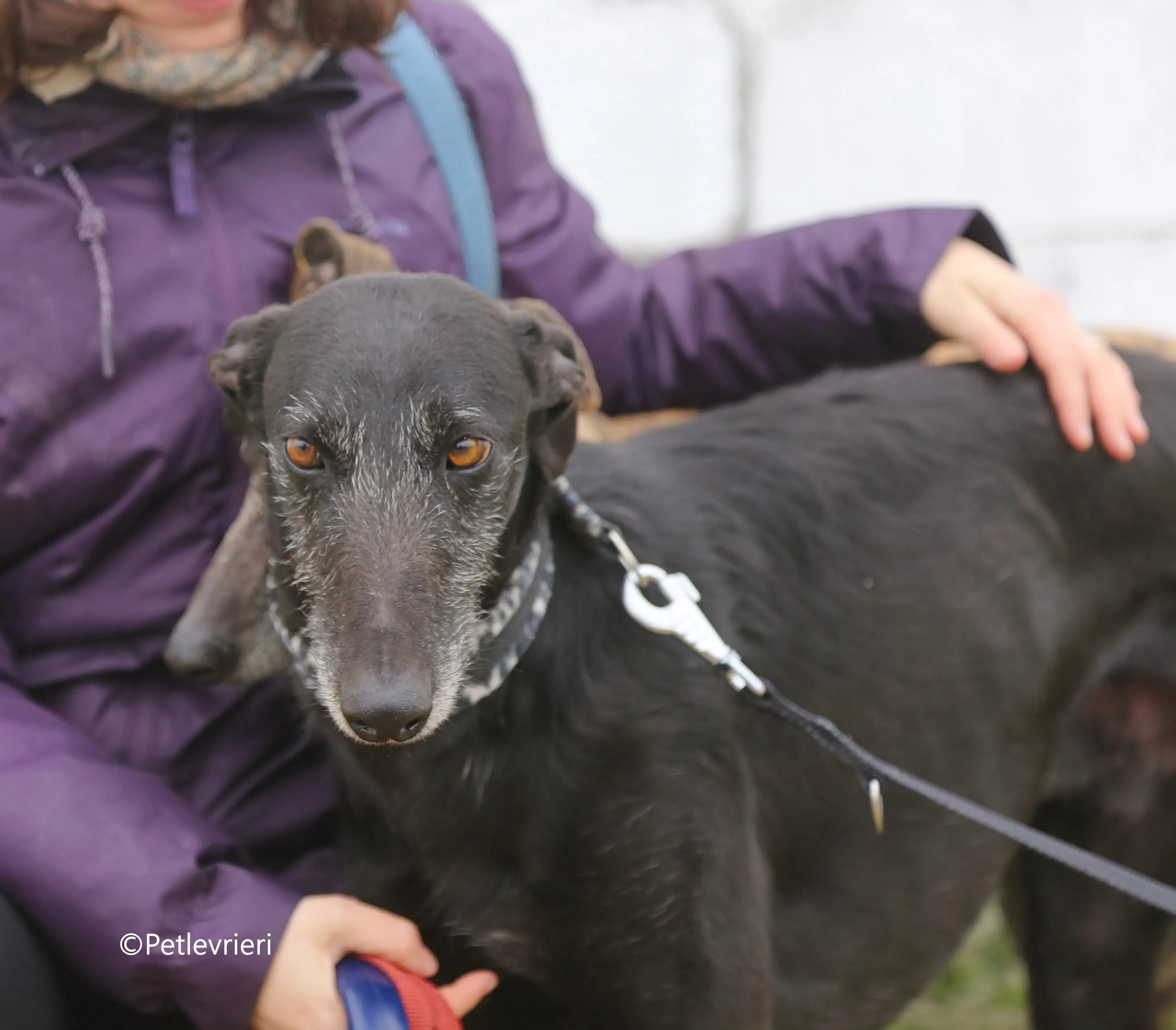 rodolphus adozione pet levrieri galgo 11