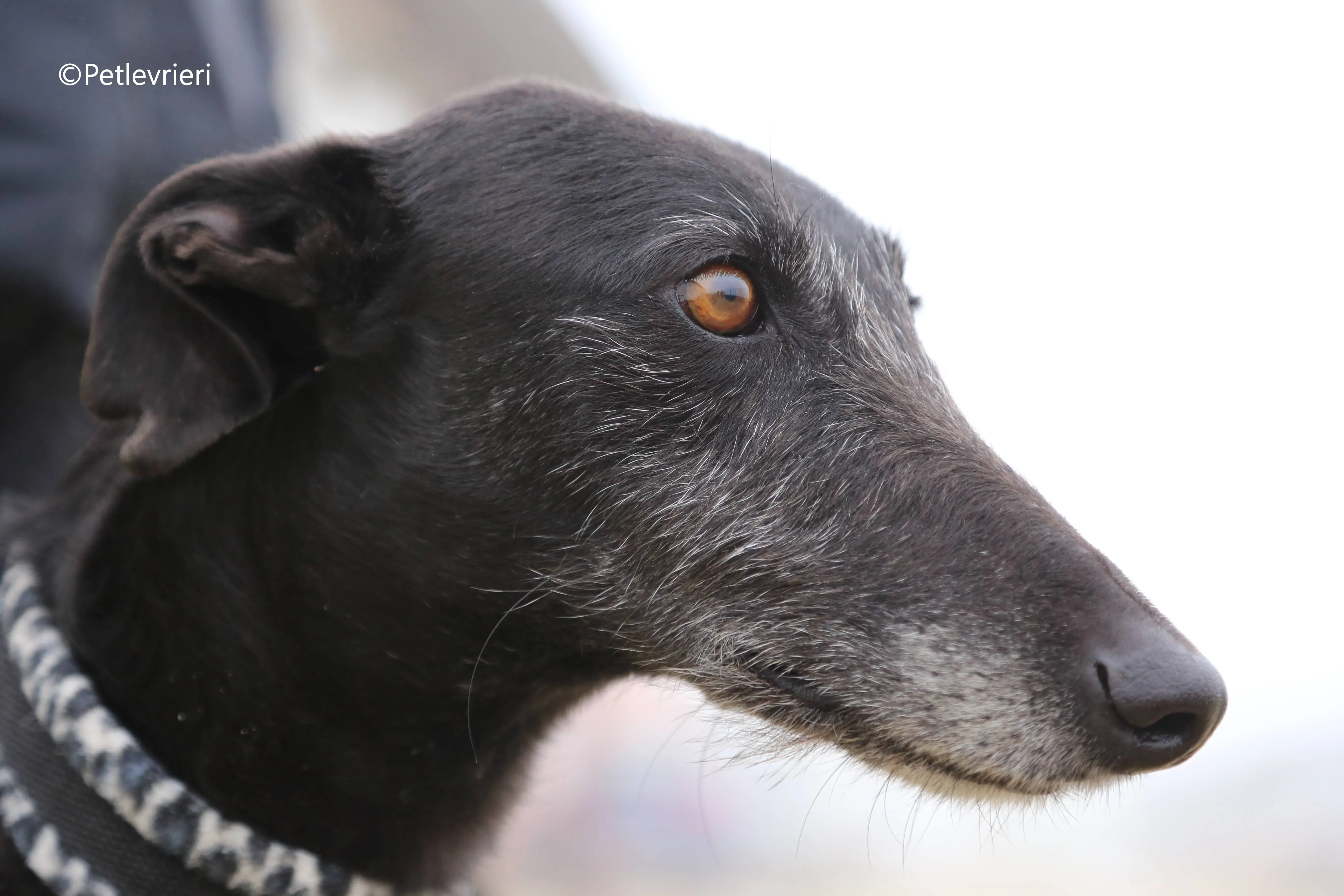 rodolphus adozione pet levrieri galgo 12