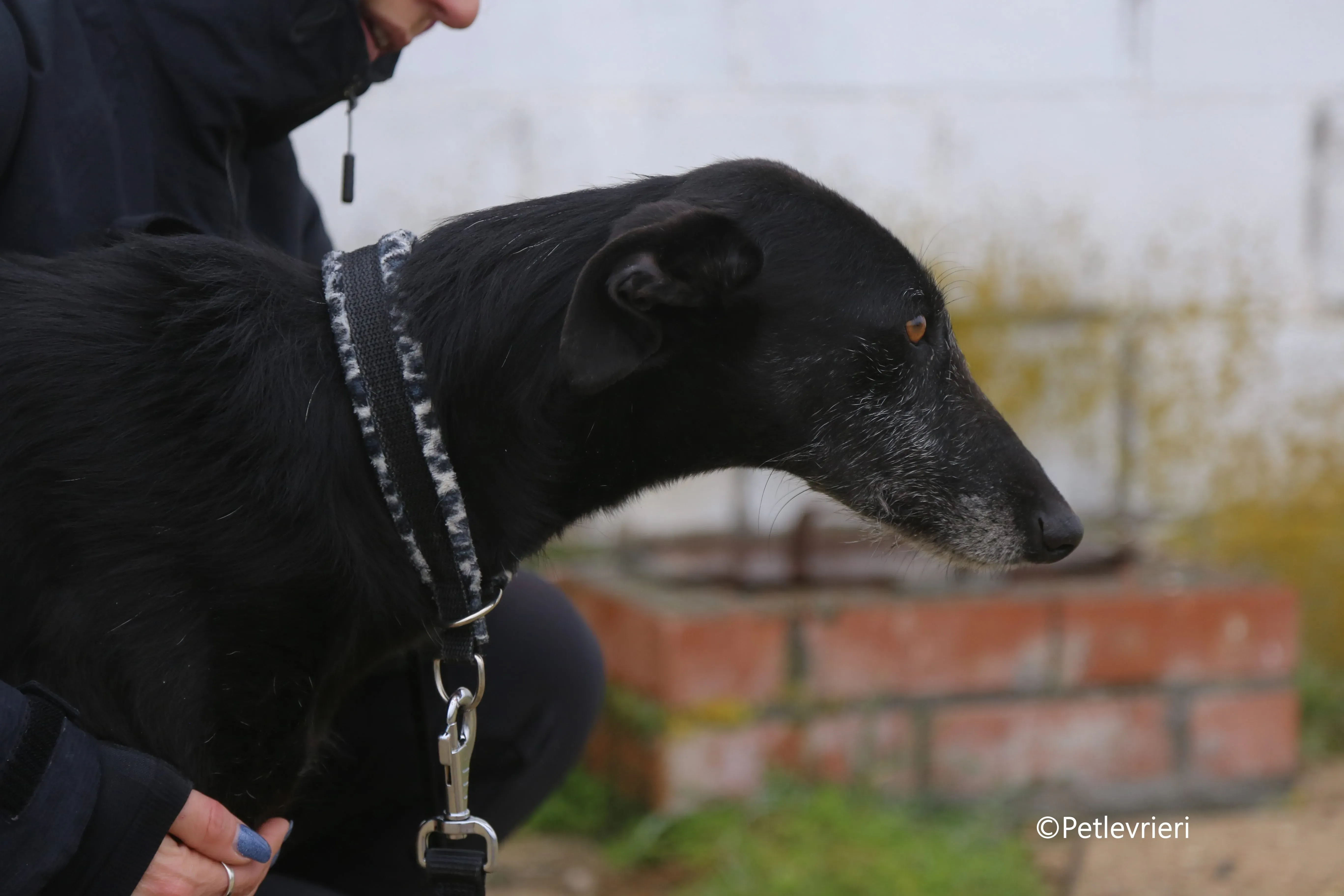 rodolphus adozione pet levrieri galgo 13