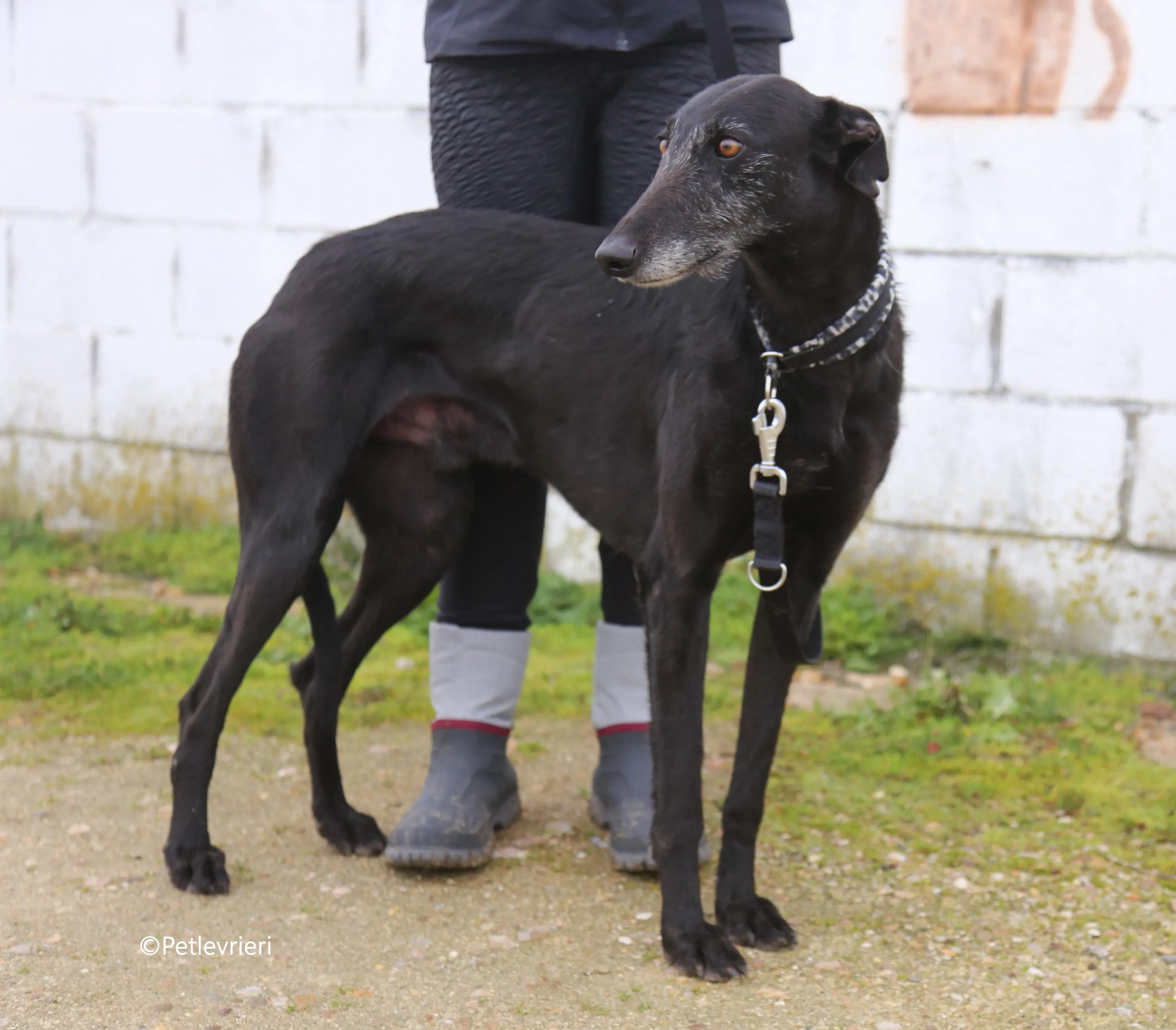 rodolphus adozione pet levrieri galgo 14