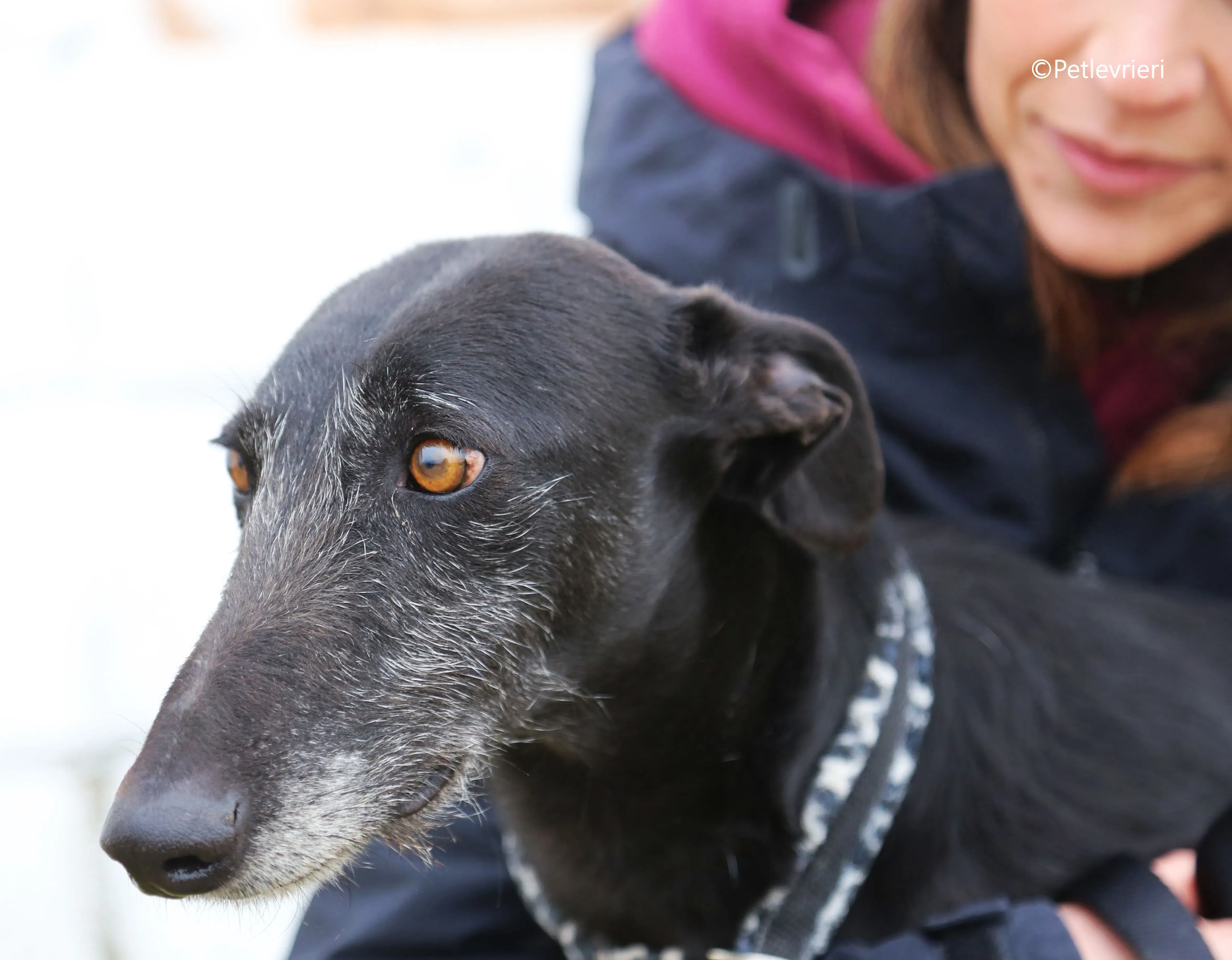 rodolphus adozione pet levrieri galgo 15