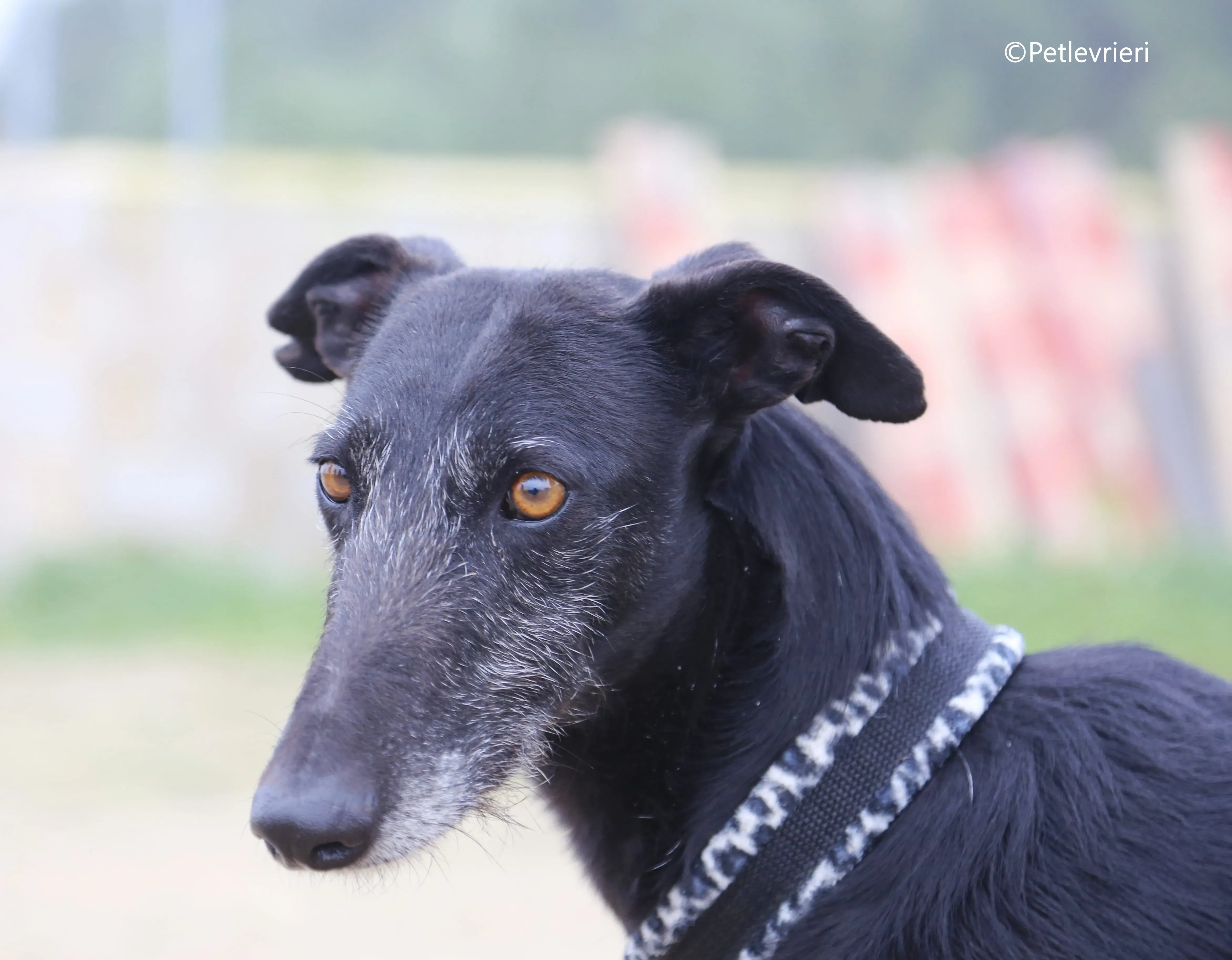 rodolphus adozione pet levrieri galgo 16