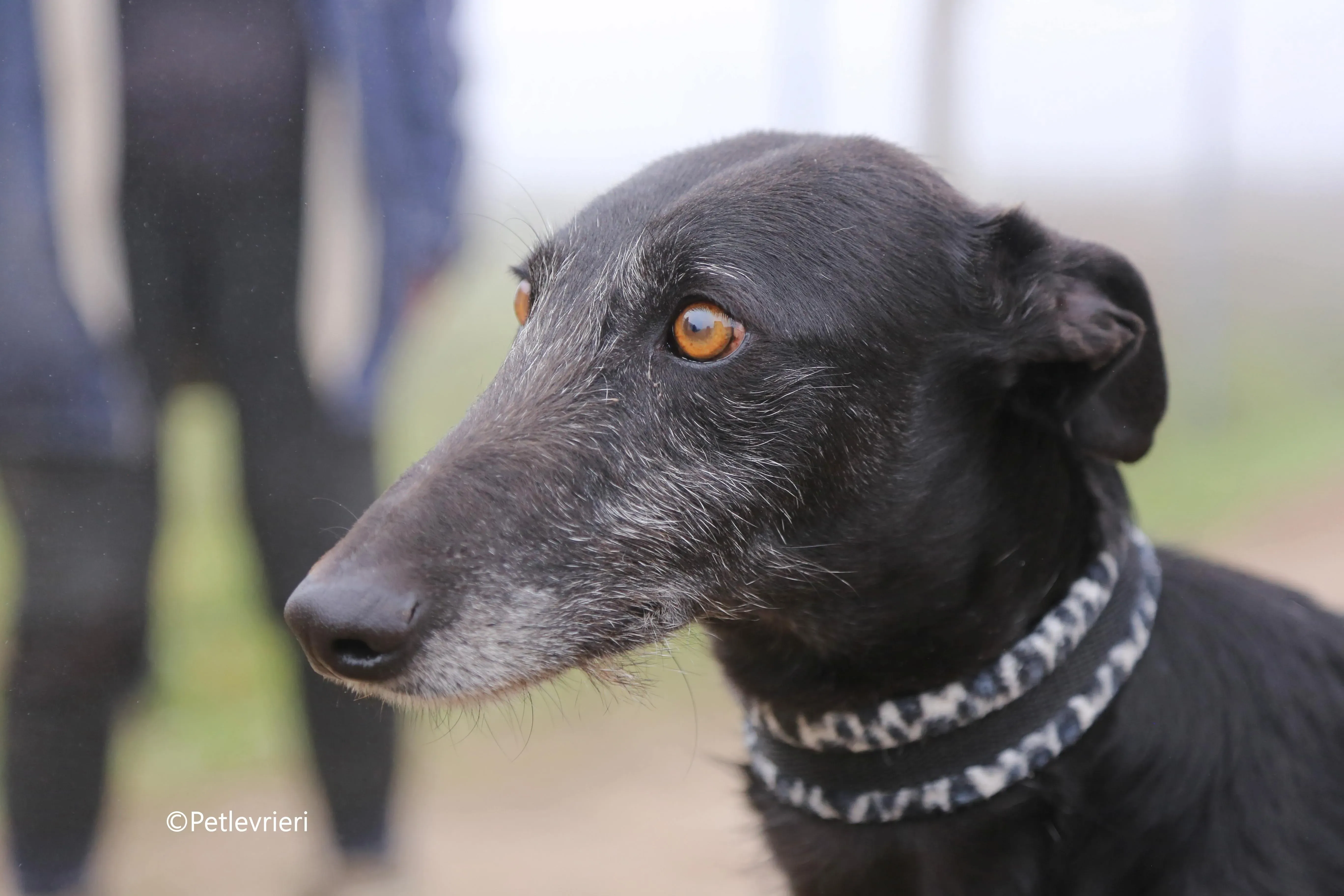 rodolphus adozione pet levrieri galgo 2
