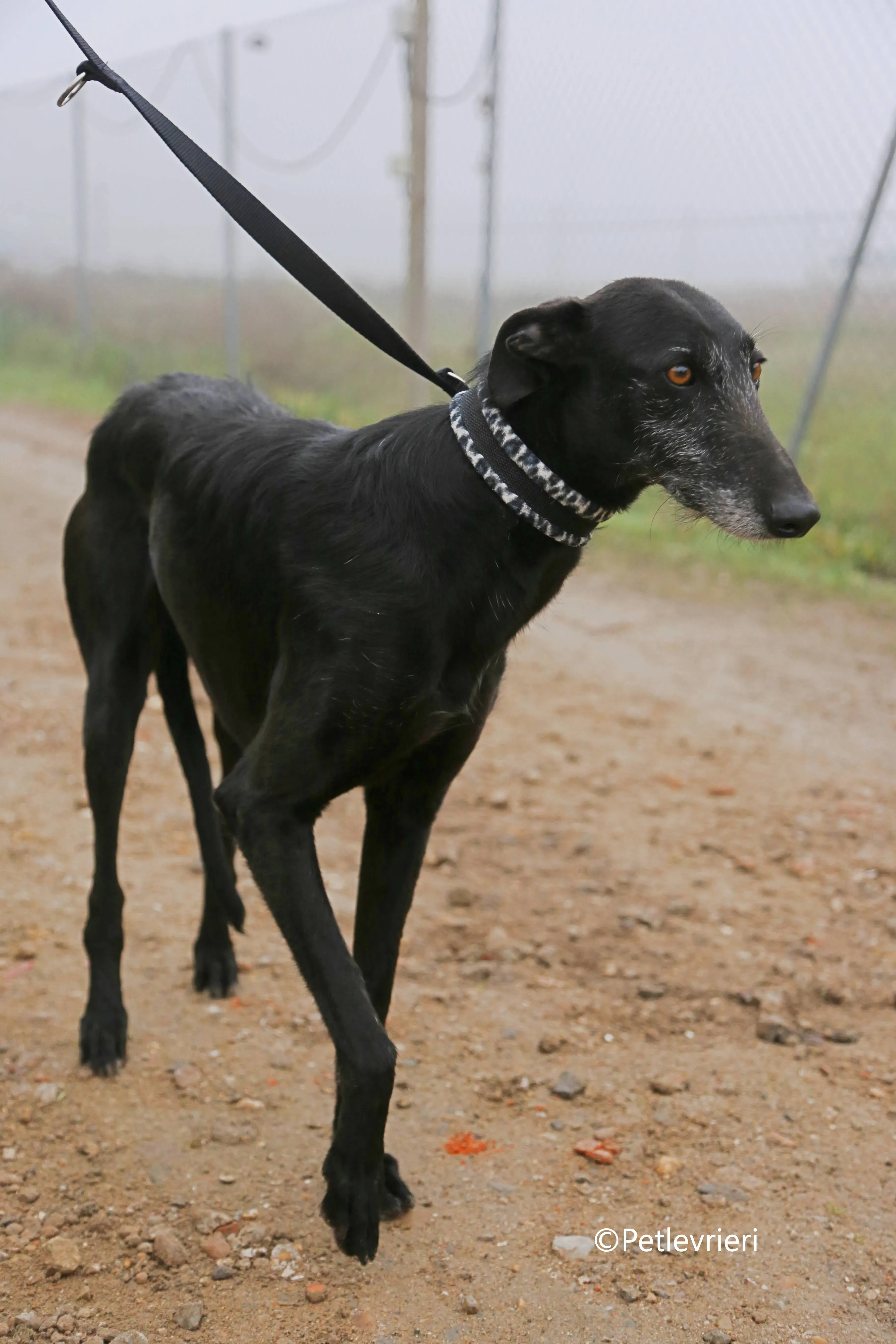 rodolphus adozione pet levrieri galgo 3