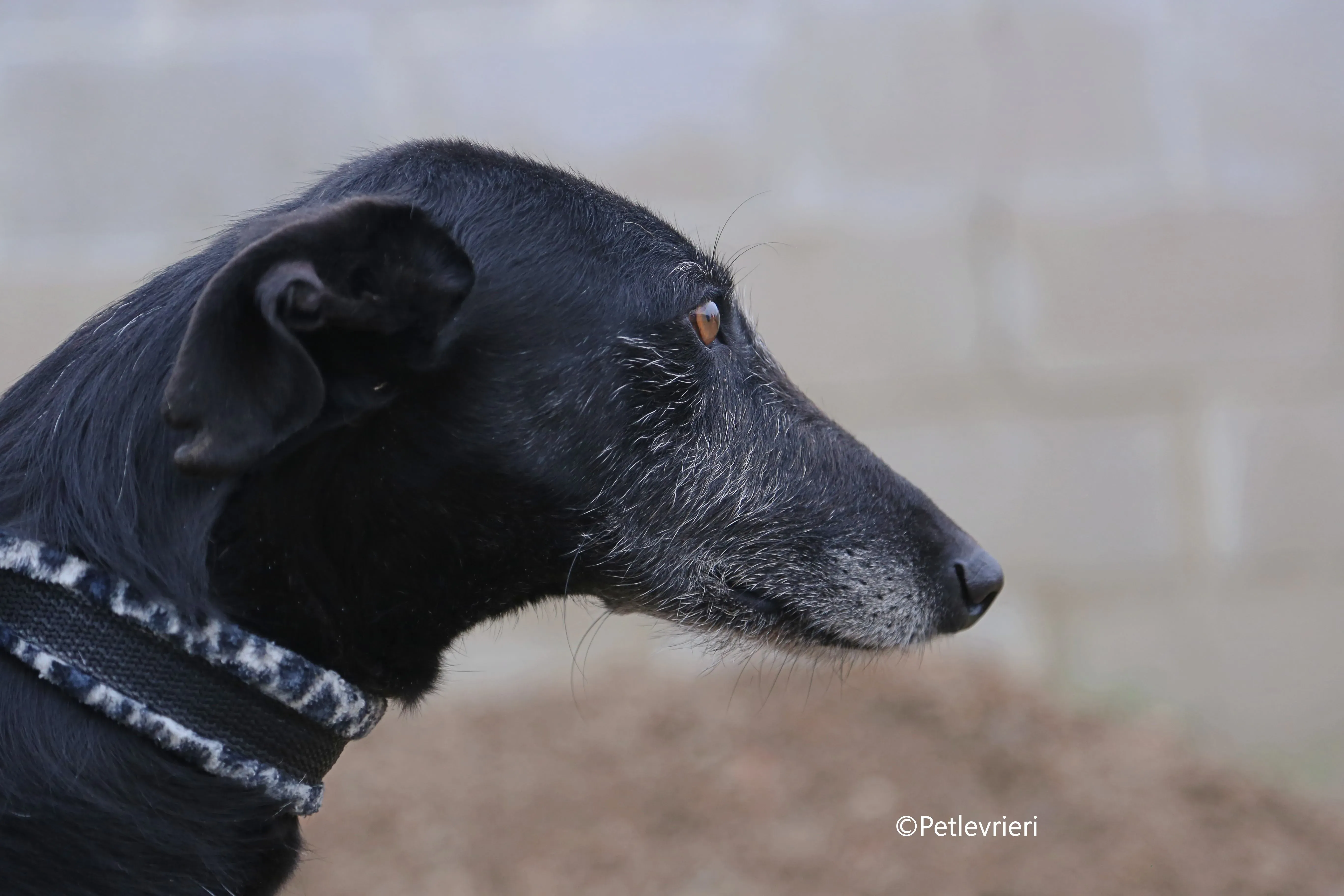 rodolphus adozione pet levrieri galgo 4