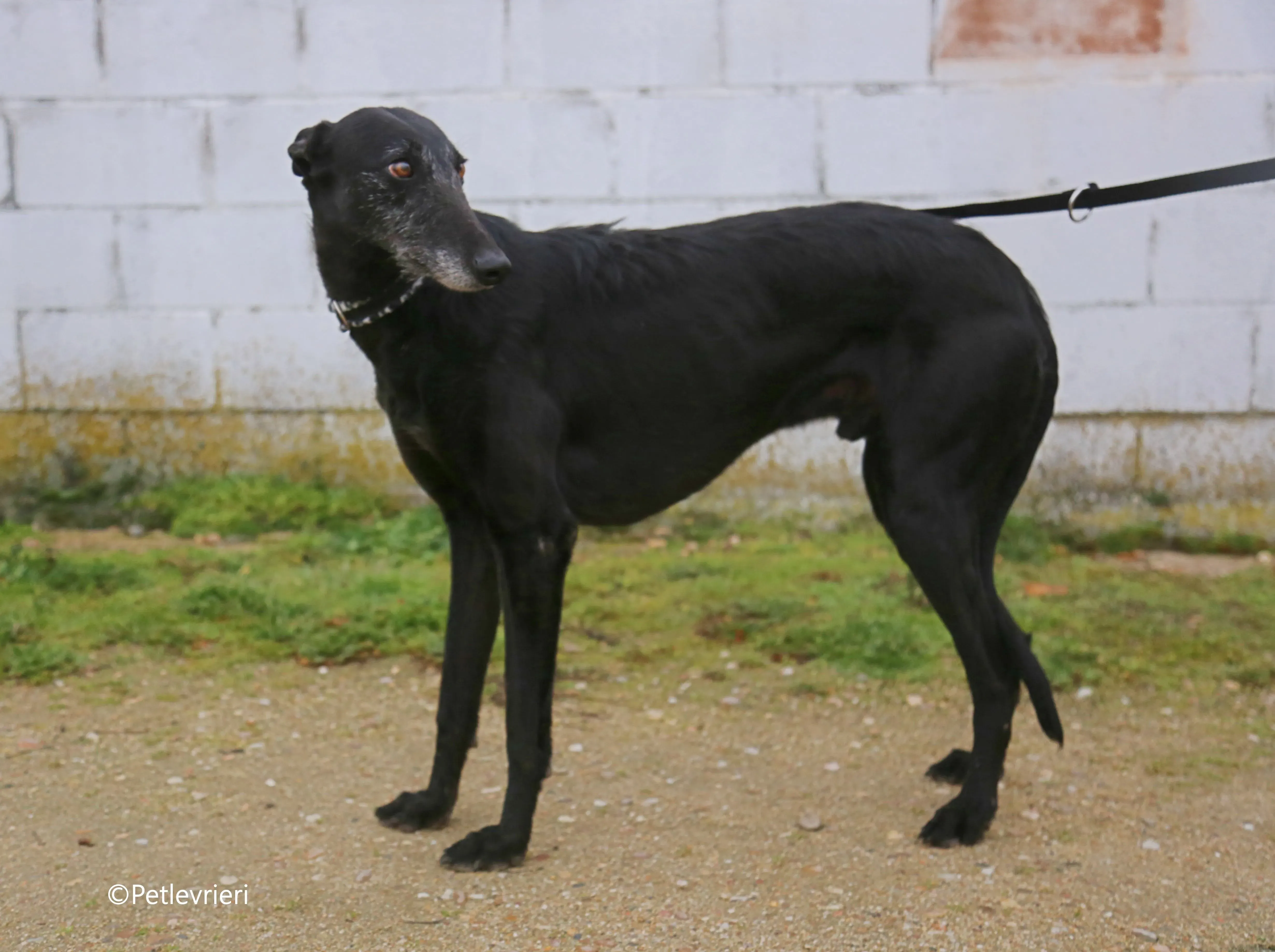 rodolphus adozione pet levrieri galgo 5