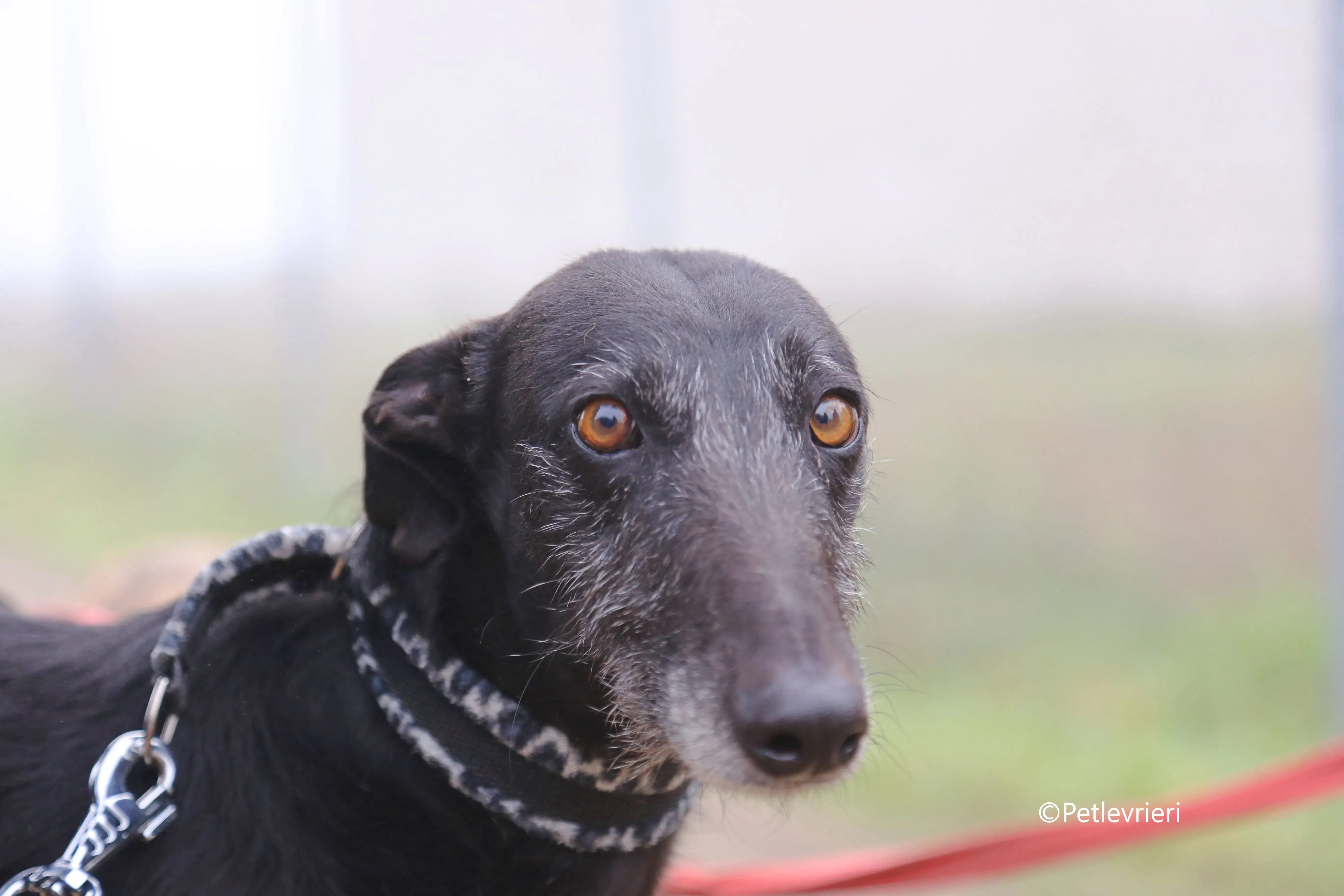 rodolphus adozione pet levrieri galgo 6