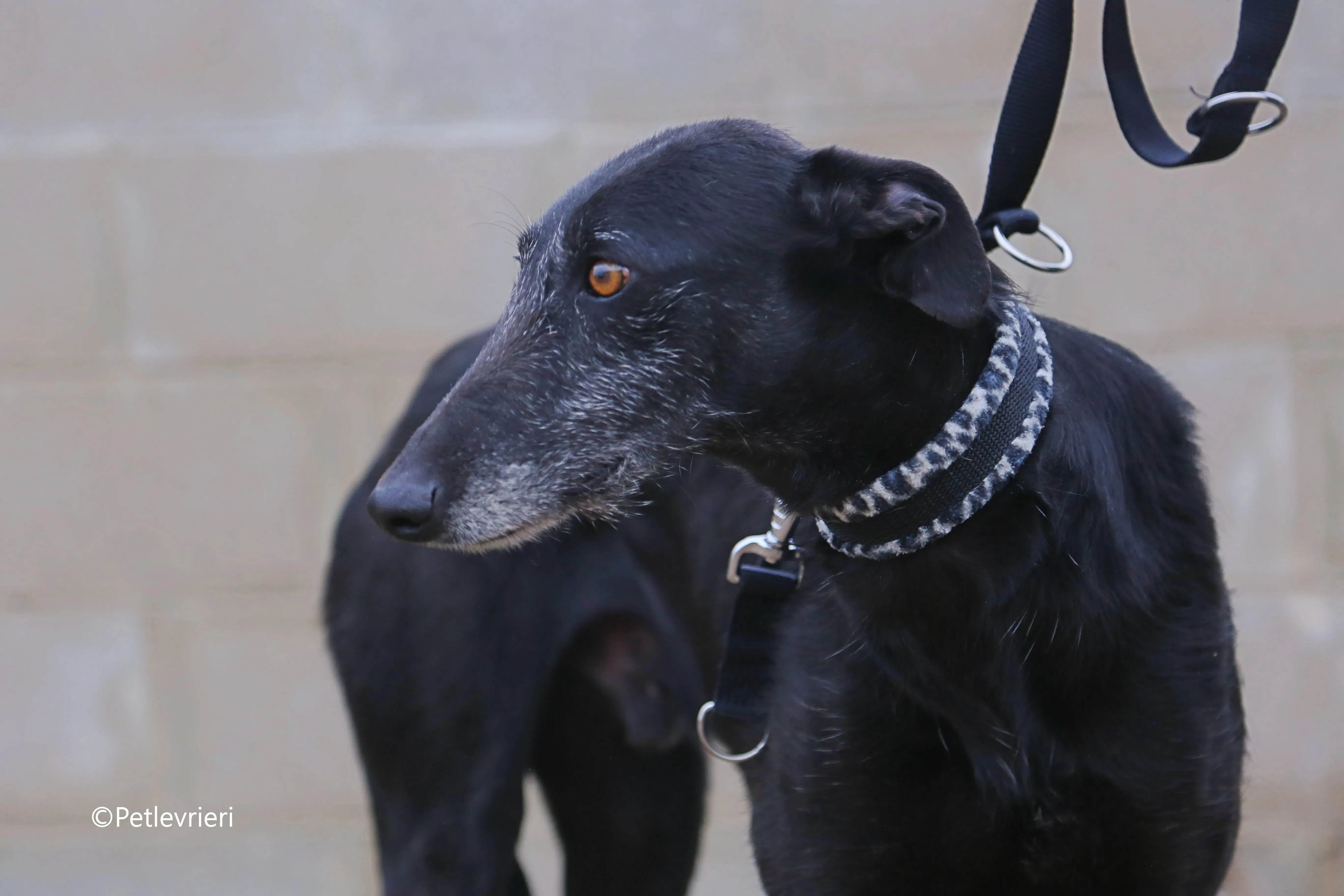 rodolphus adozione pet levrieri galgo 7