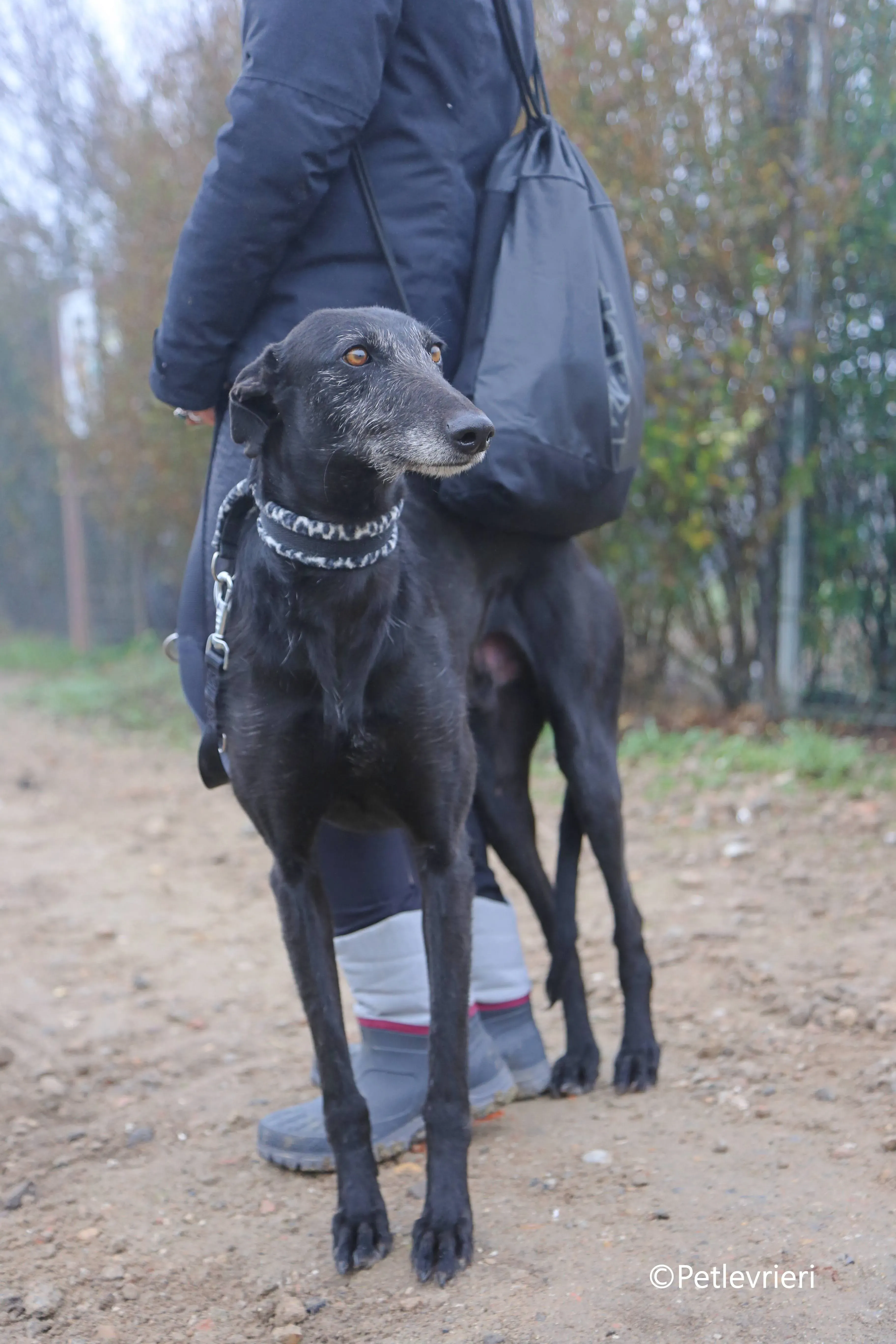 rodolphus adozione pet levrieri galgo 9