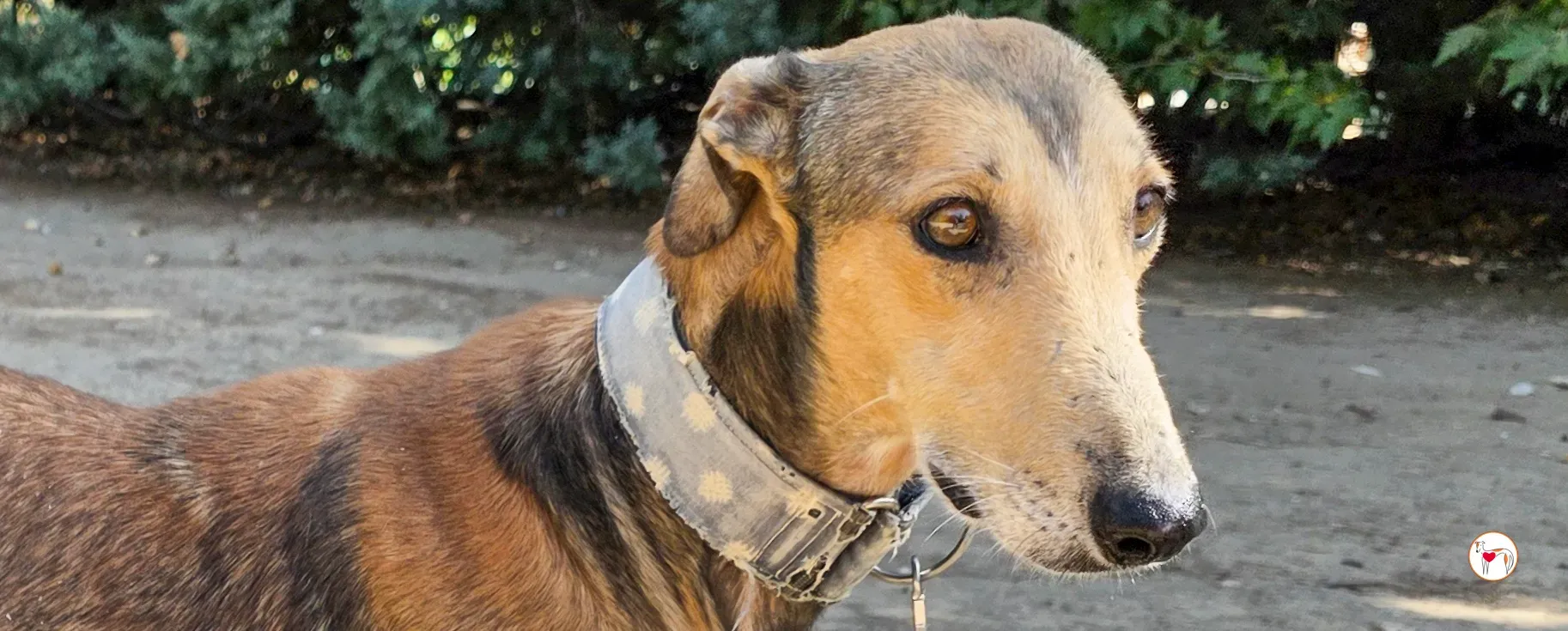 rodrigo galgo adozione 00 a