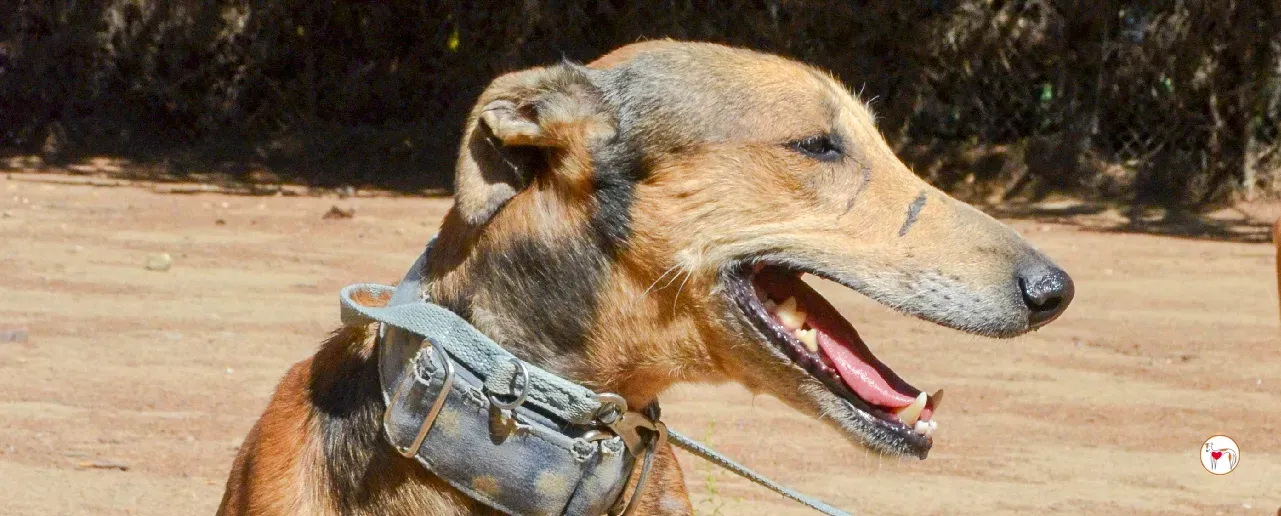 rodrigo galgo adozione 00 b