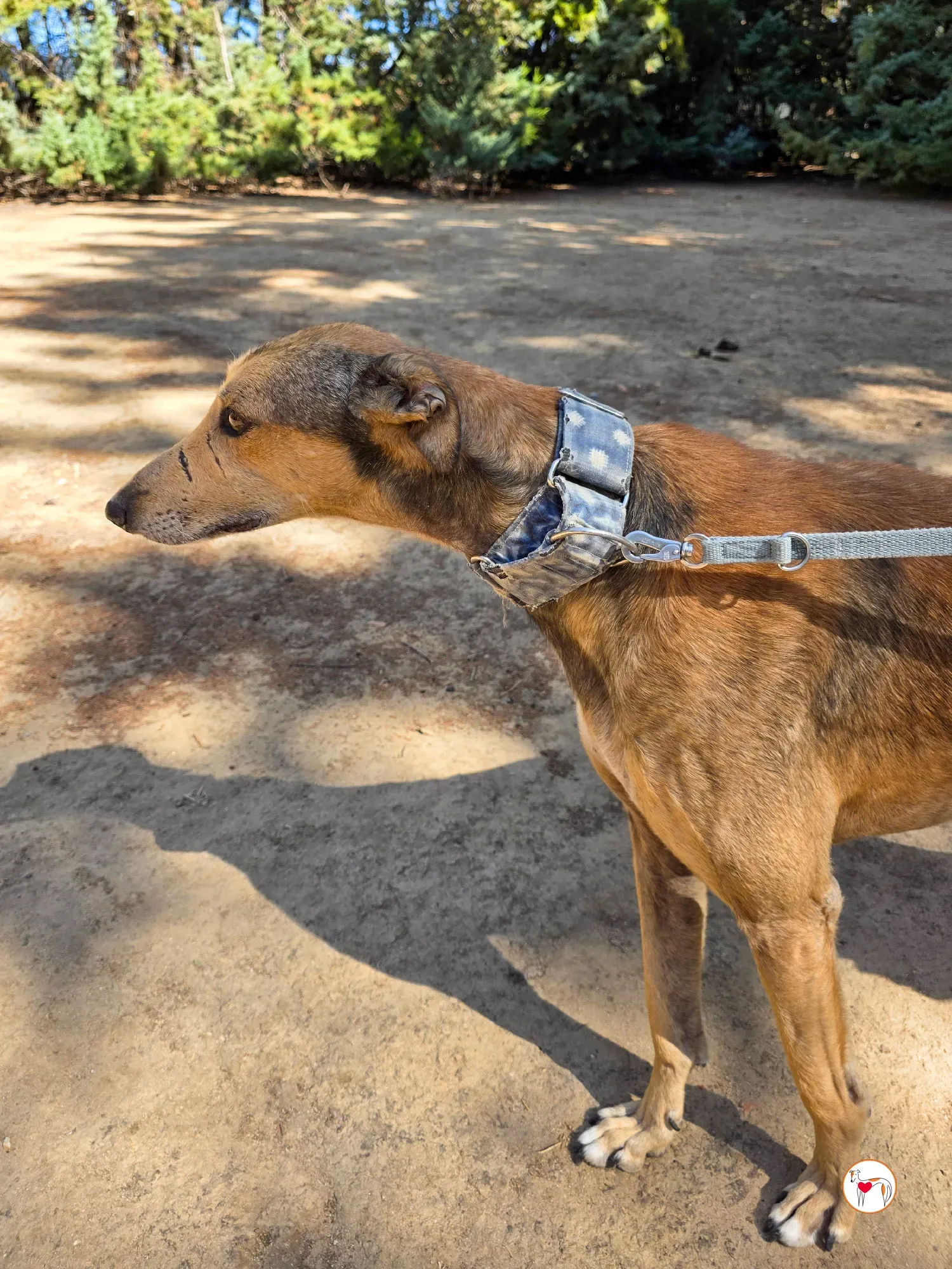 rodrigo galgo adozione 1