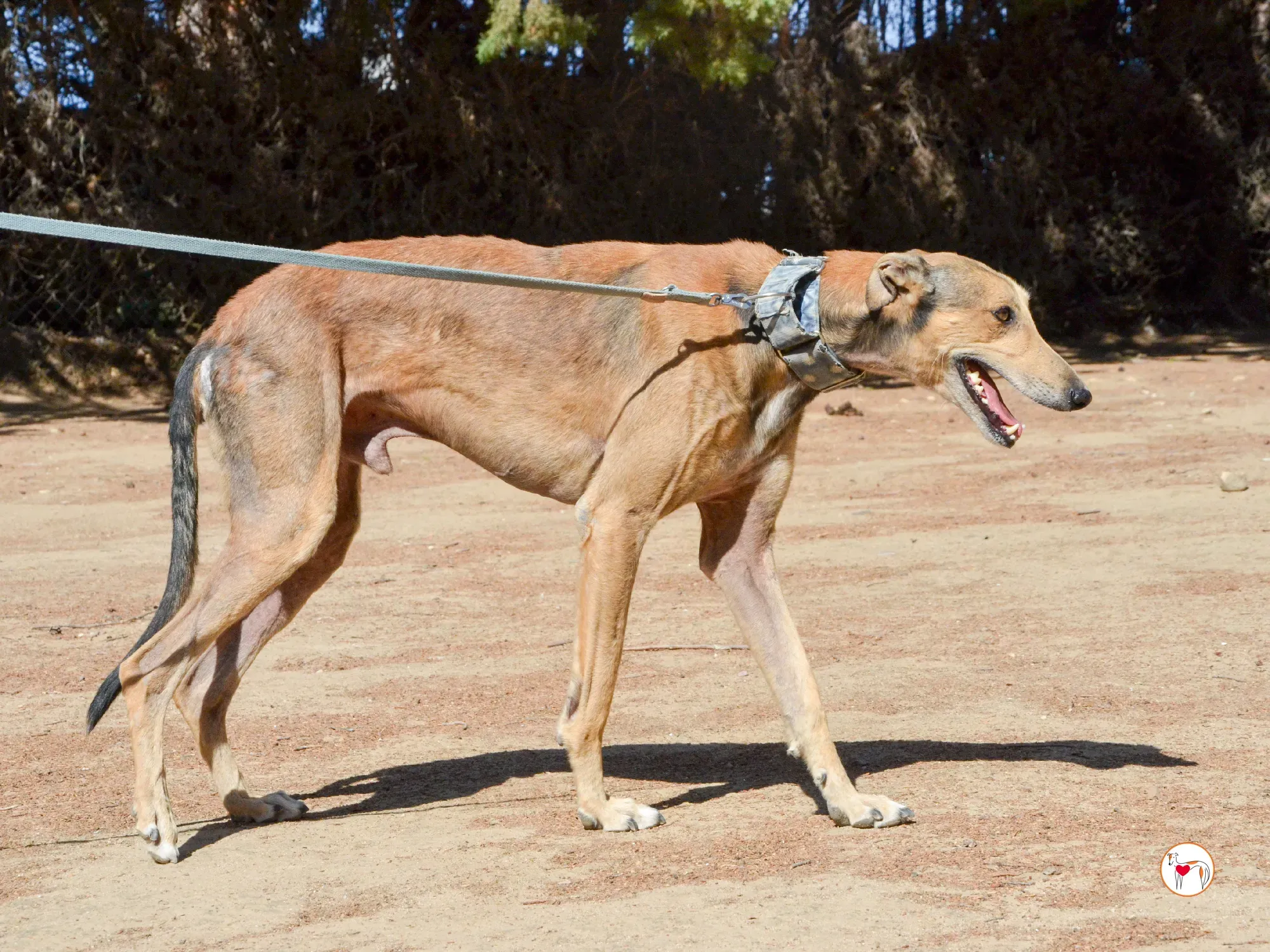 rodrigo galgo adozione 10
