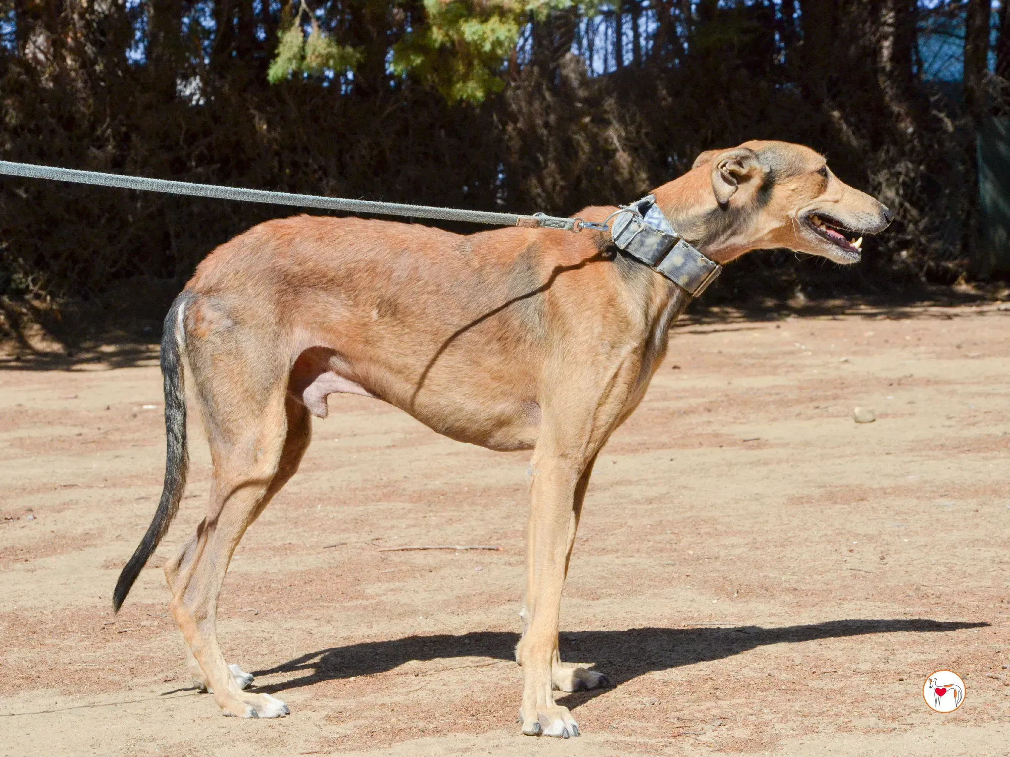 rodrigo galgo adozione 11