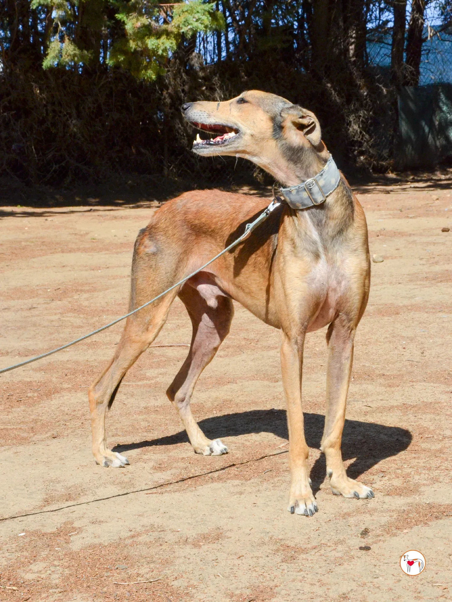 rodrigo galgo adozione 12