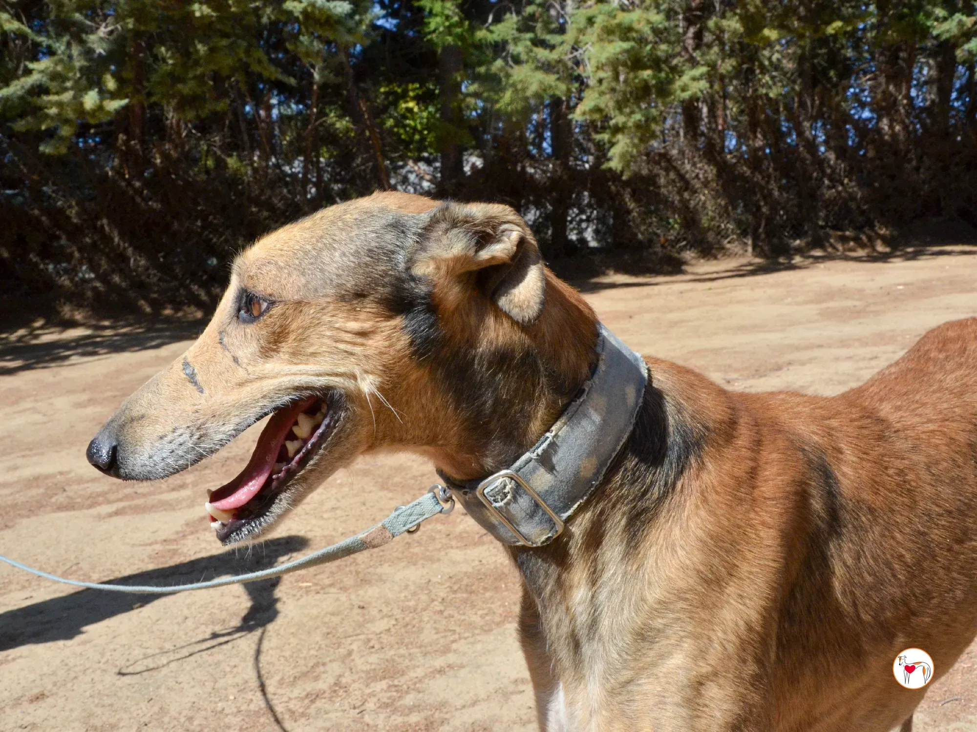 rodrigo galgo adozione 13