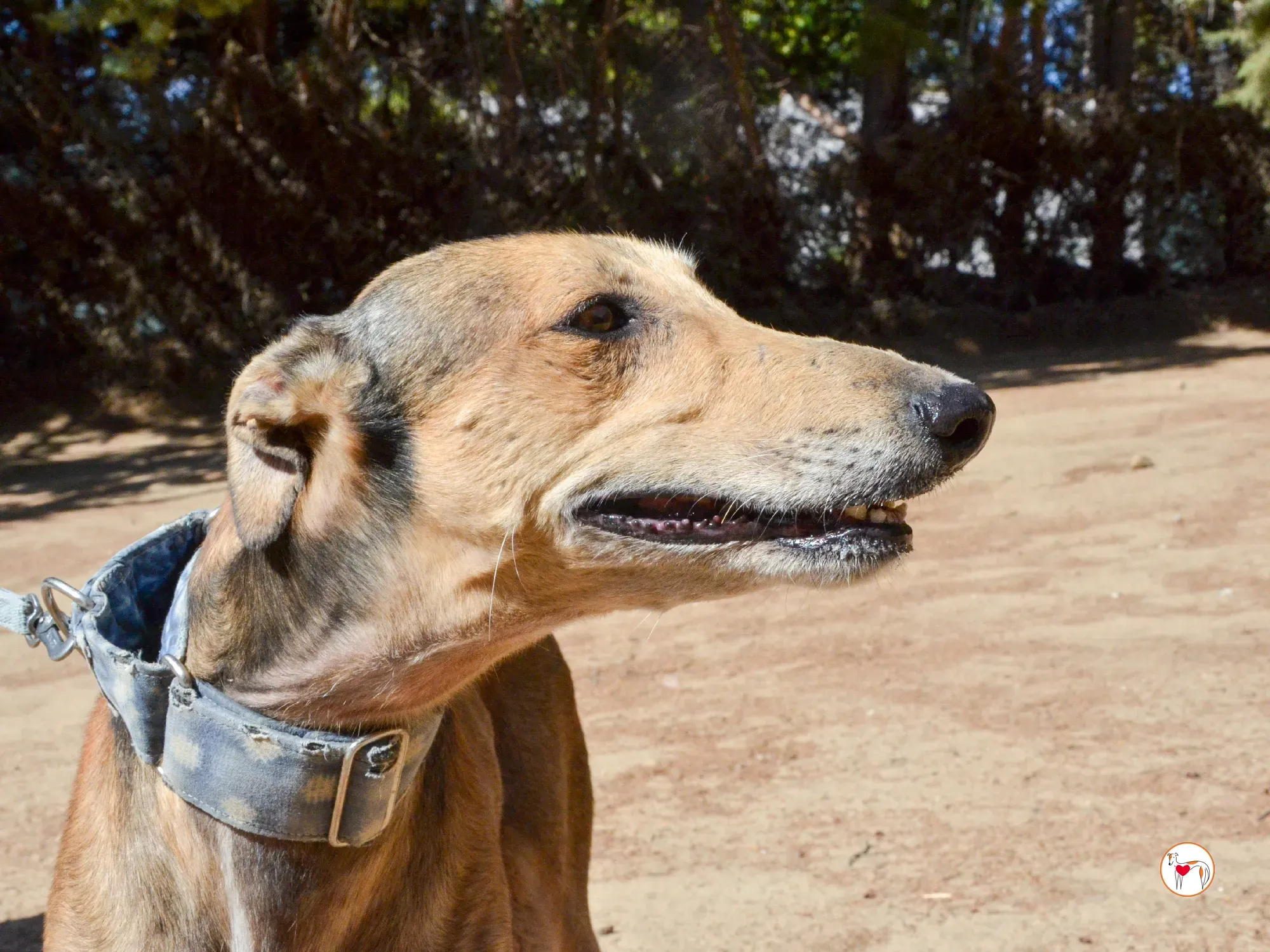 rodrigo galgo adozione 14