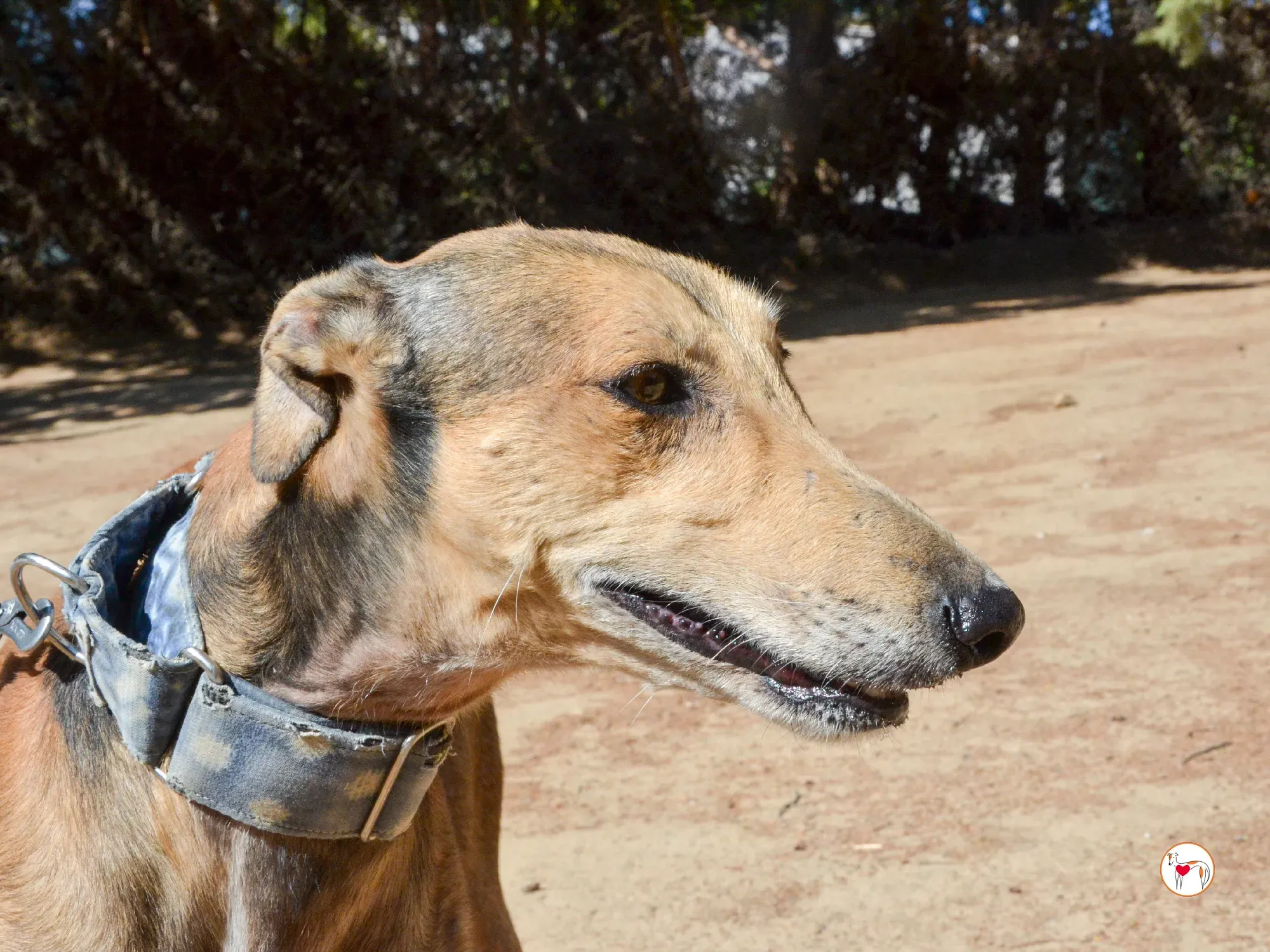 rodrigo galgo adozione 15