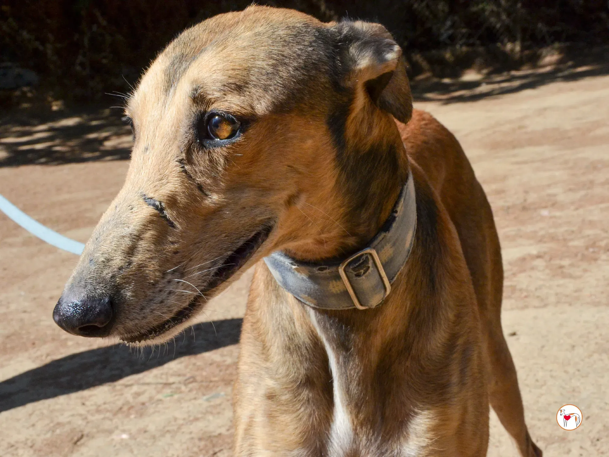 rodrigo galgo adozione 16