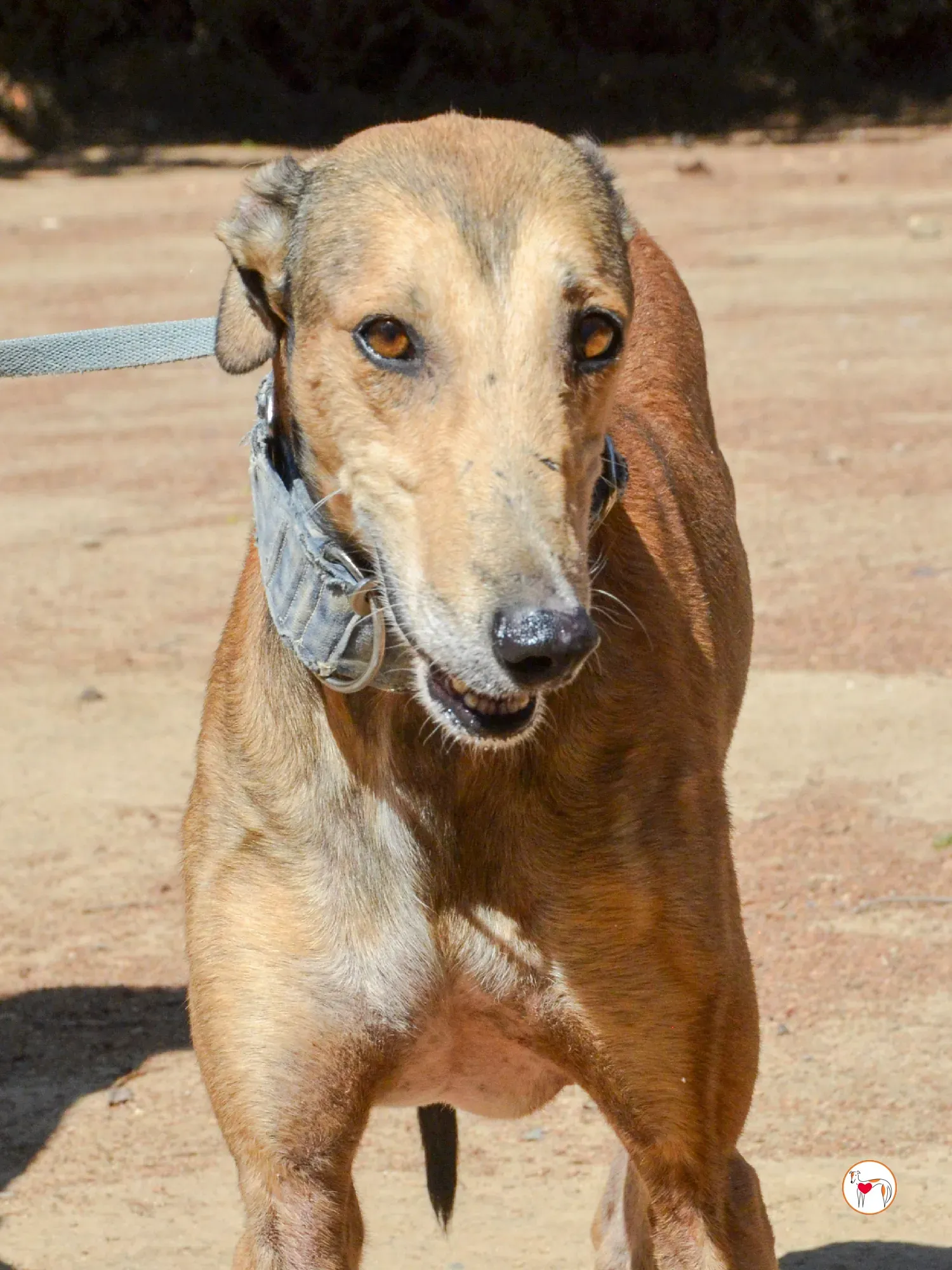 rodrigo galgo adozione 17