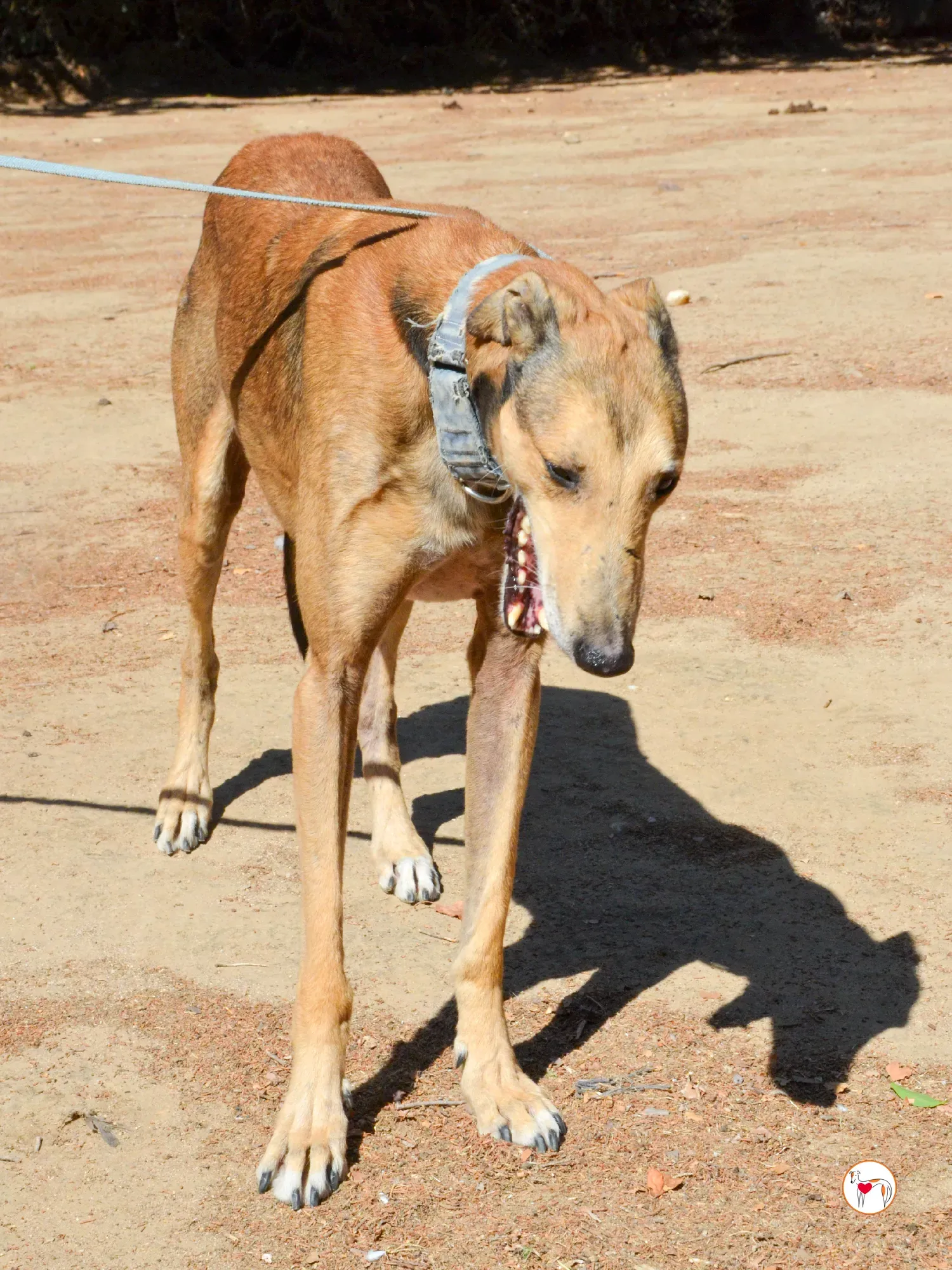 rodrigo galgo adozione 18