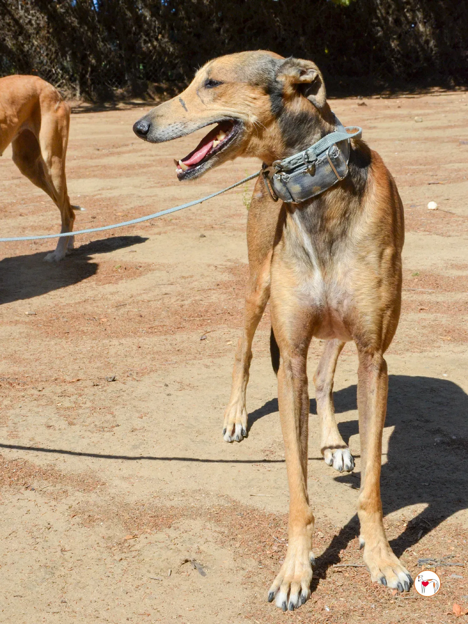 rodrigo galgo adozione 19