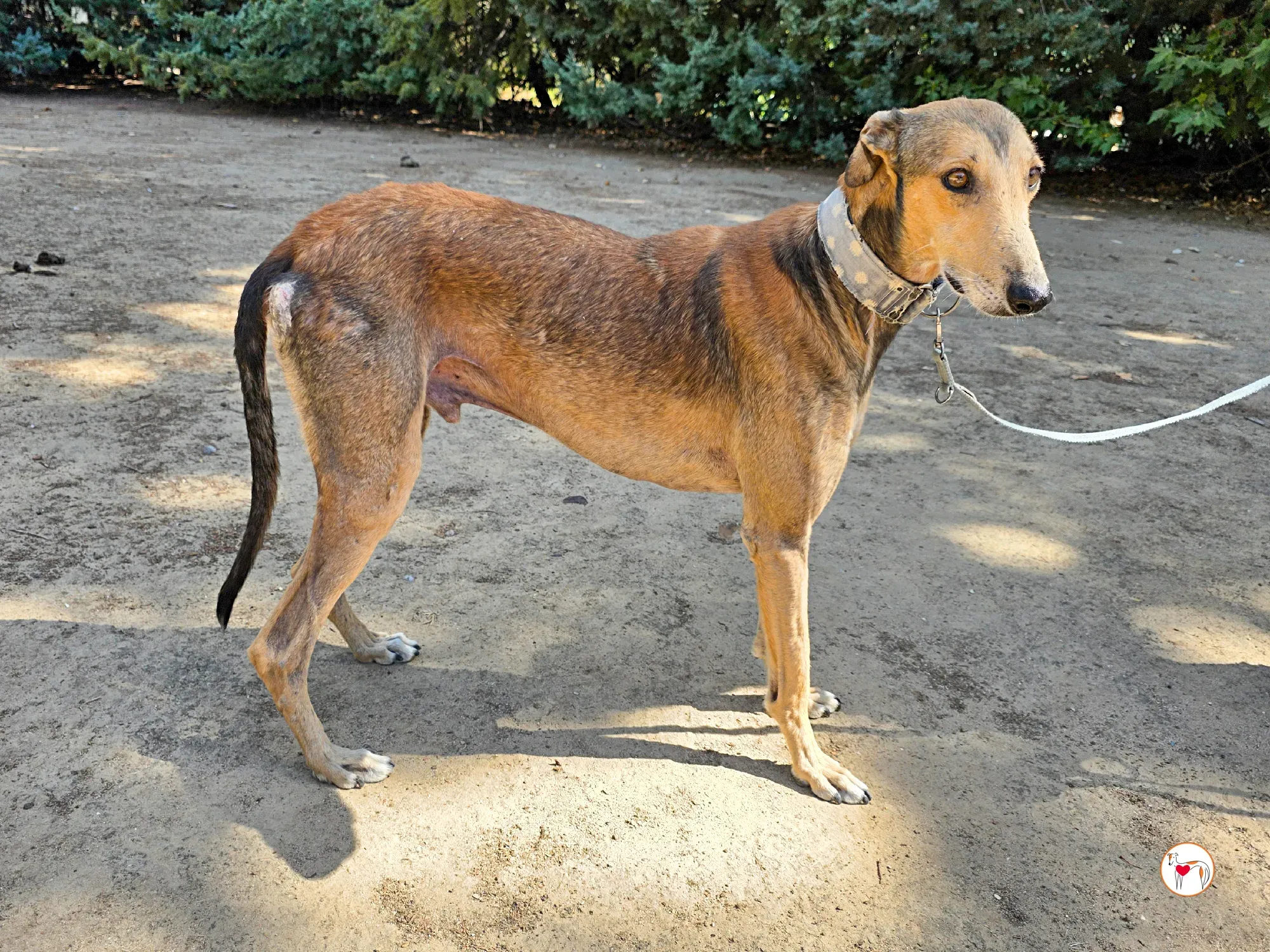 rodrigo galgo adozione 2