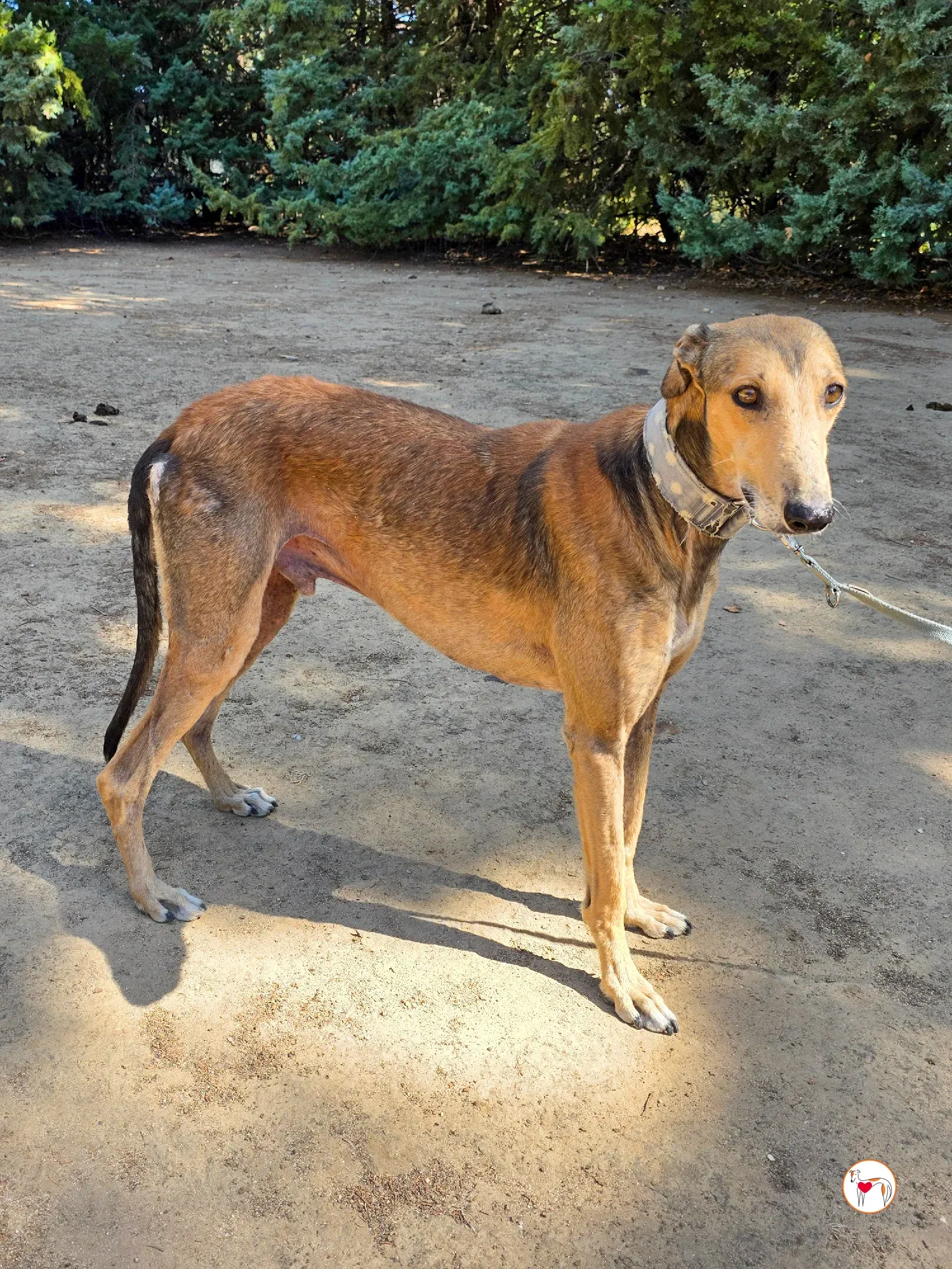 rodrigo galgo adozione 3