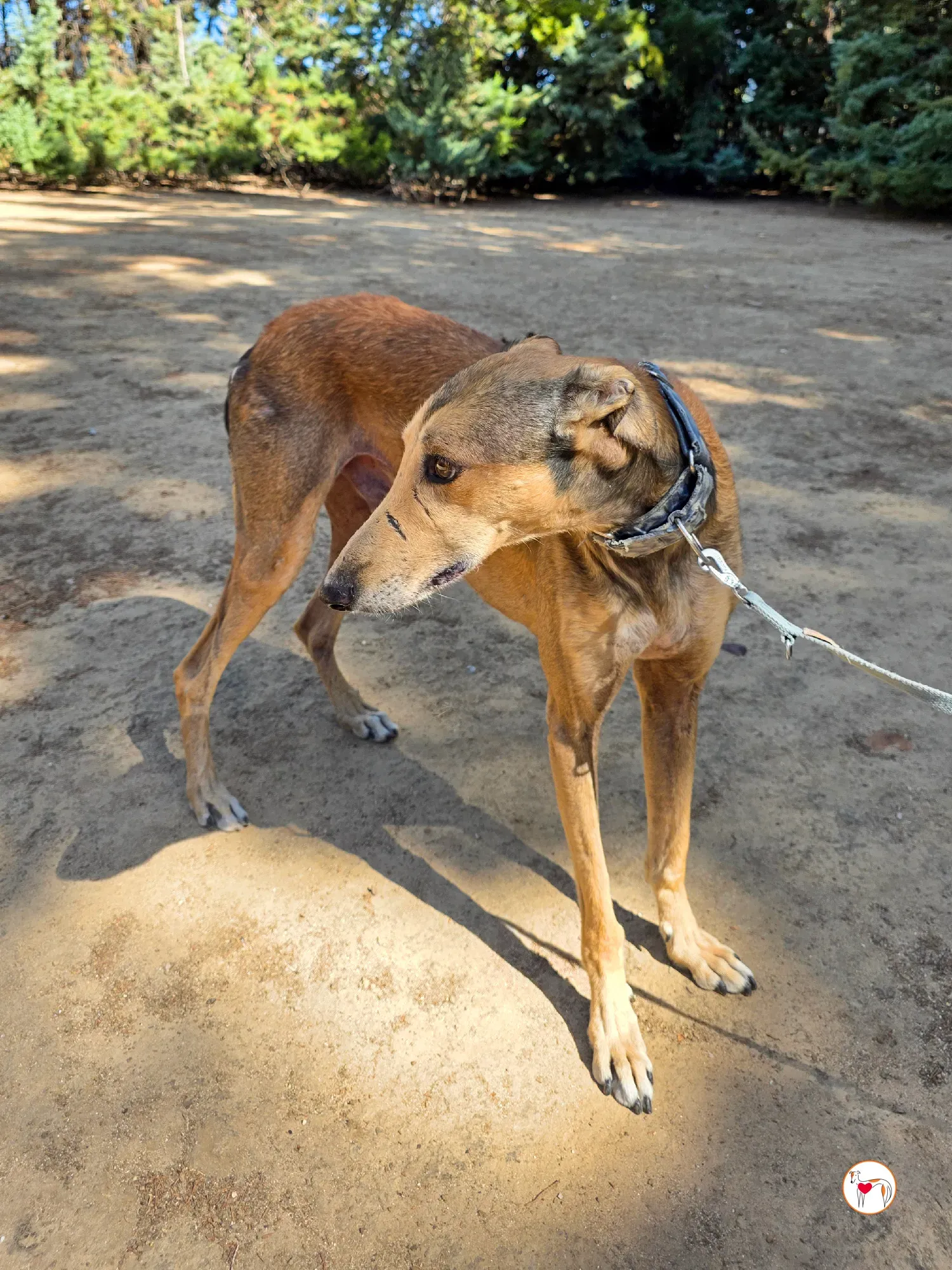 rodrigo galgo adozione 4