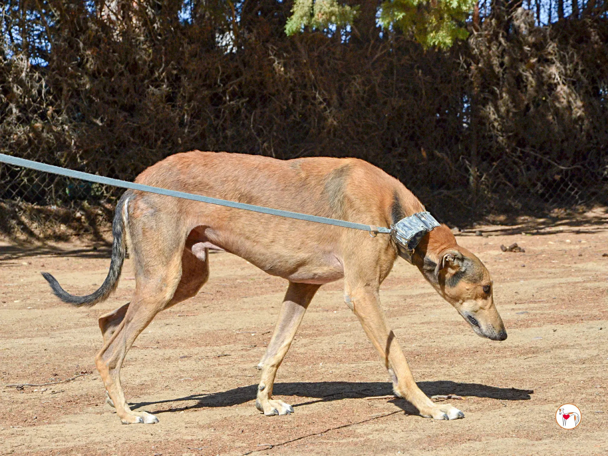 rodrigo galgo adozione 5