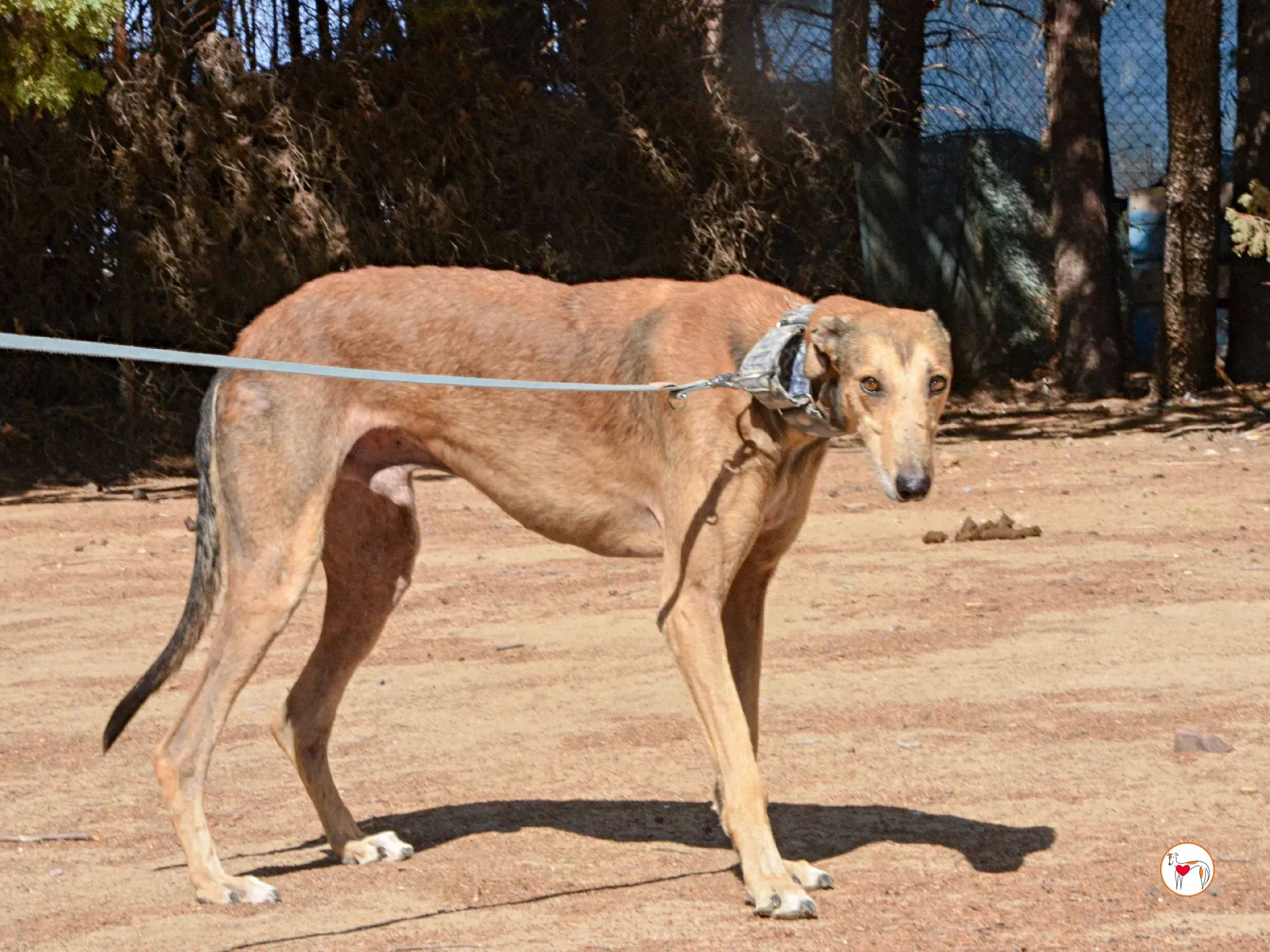 rodrigo galgo adozione 6