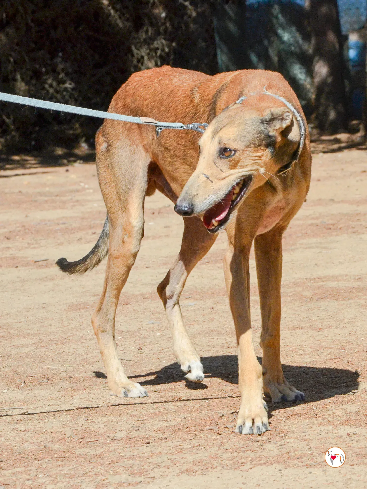 rodrigo galgo adozione 7