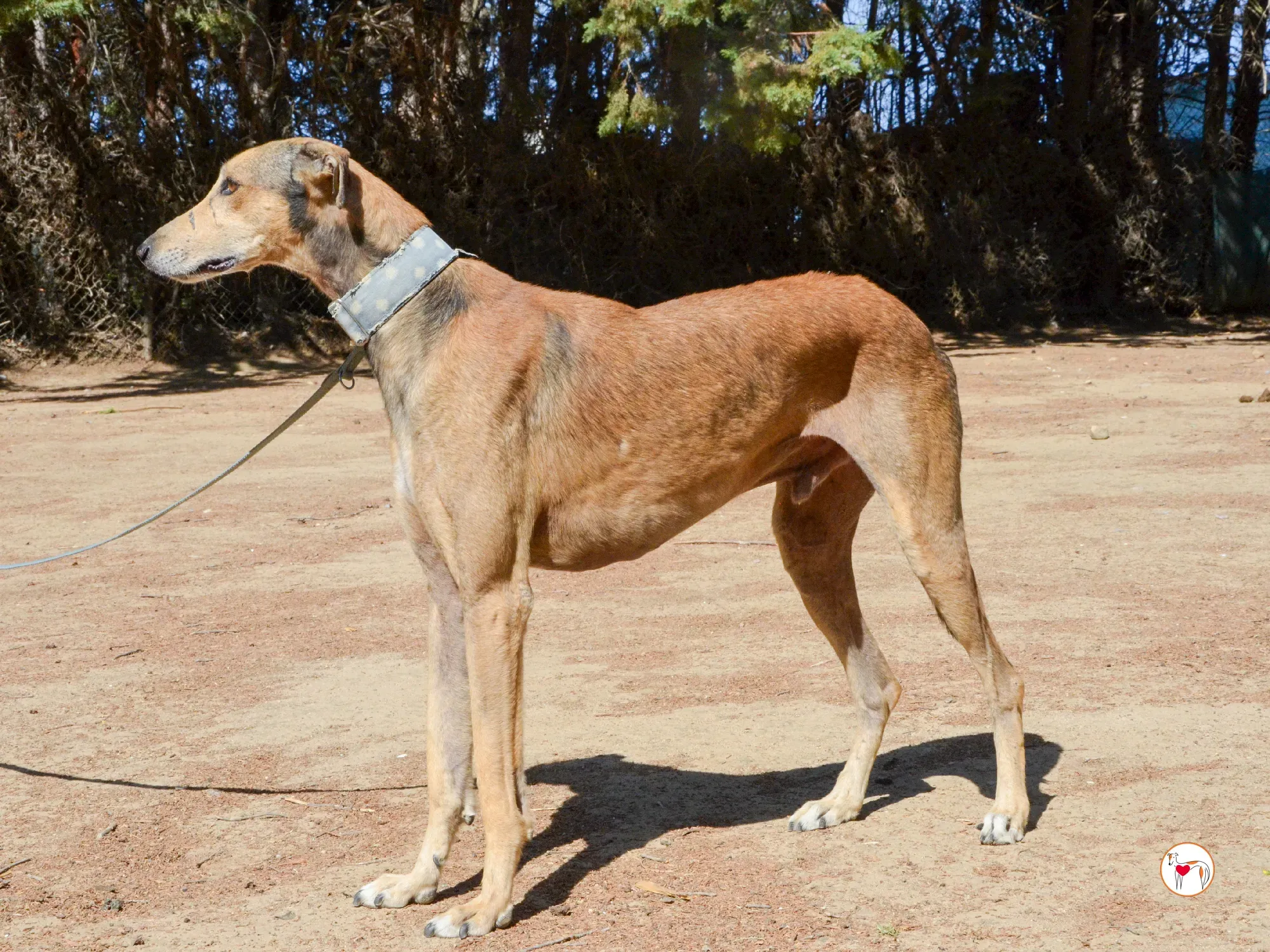 rodrigo galgo adozione 8