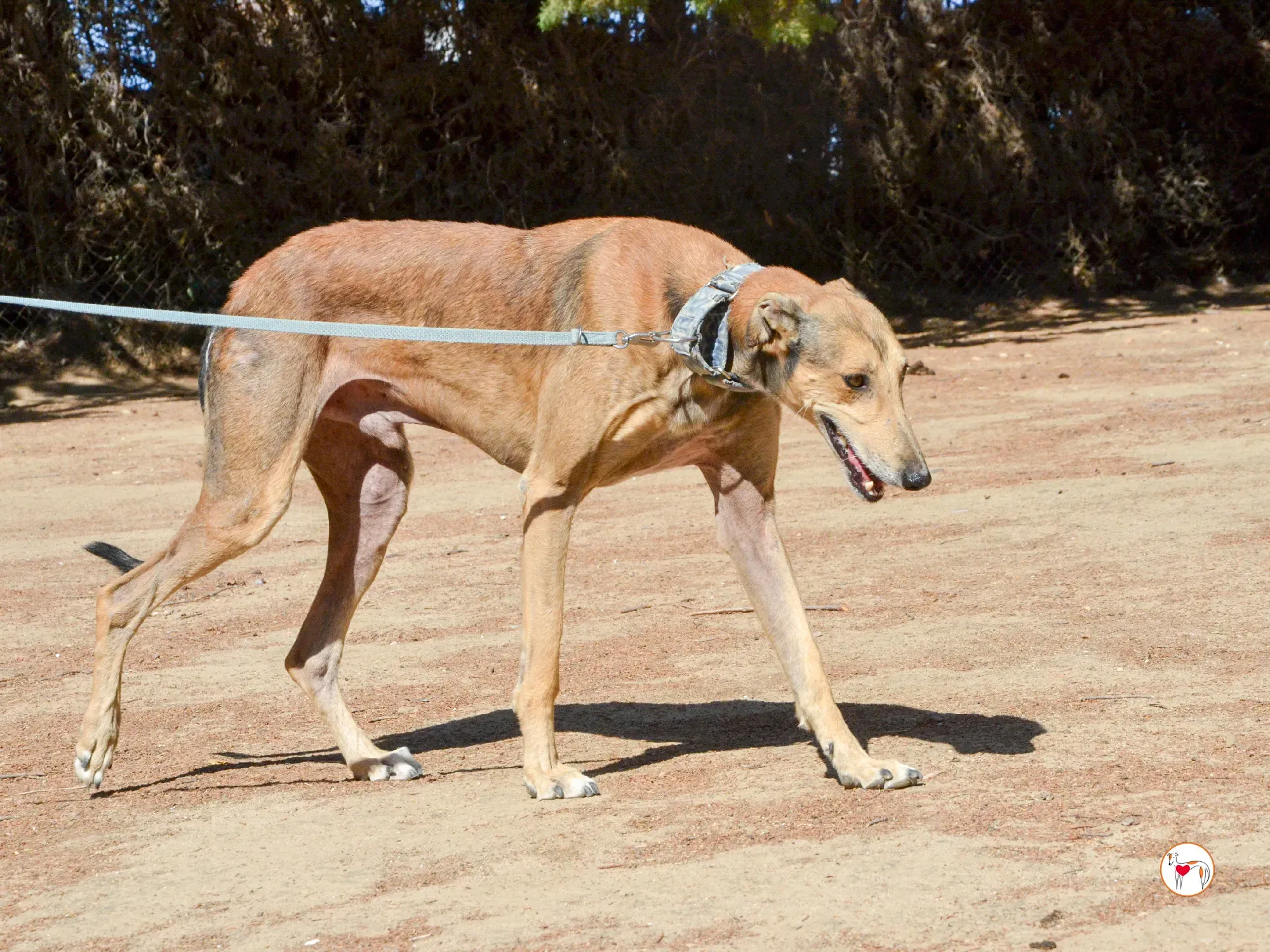 rodrigo galgo adozione 9