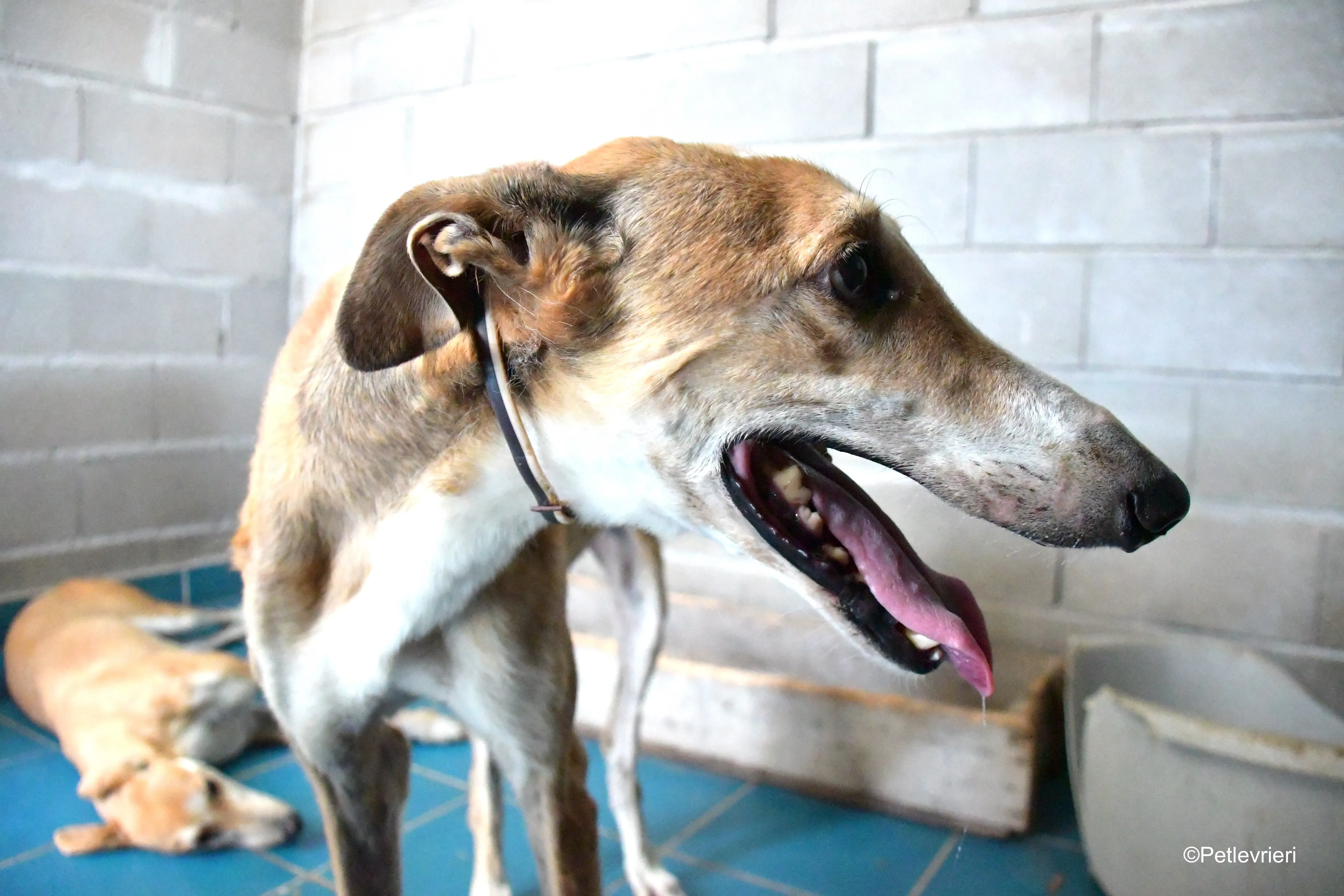 rojo adozione levrieri galgo 1