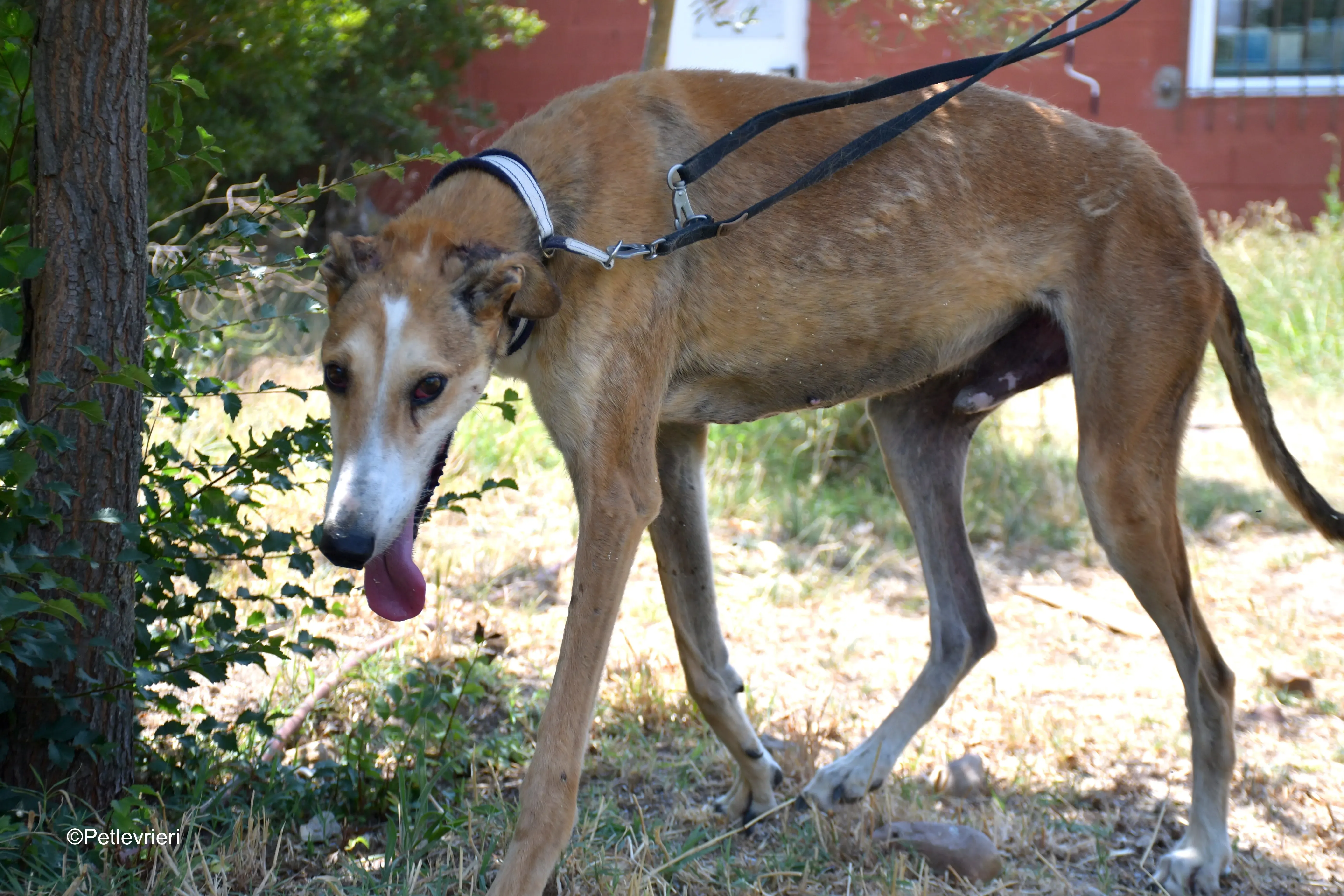 rojo adozione levrieri galgo 2
